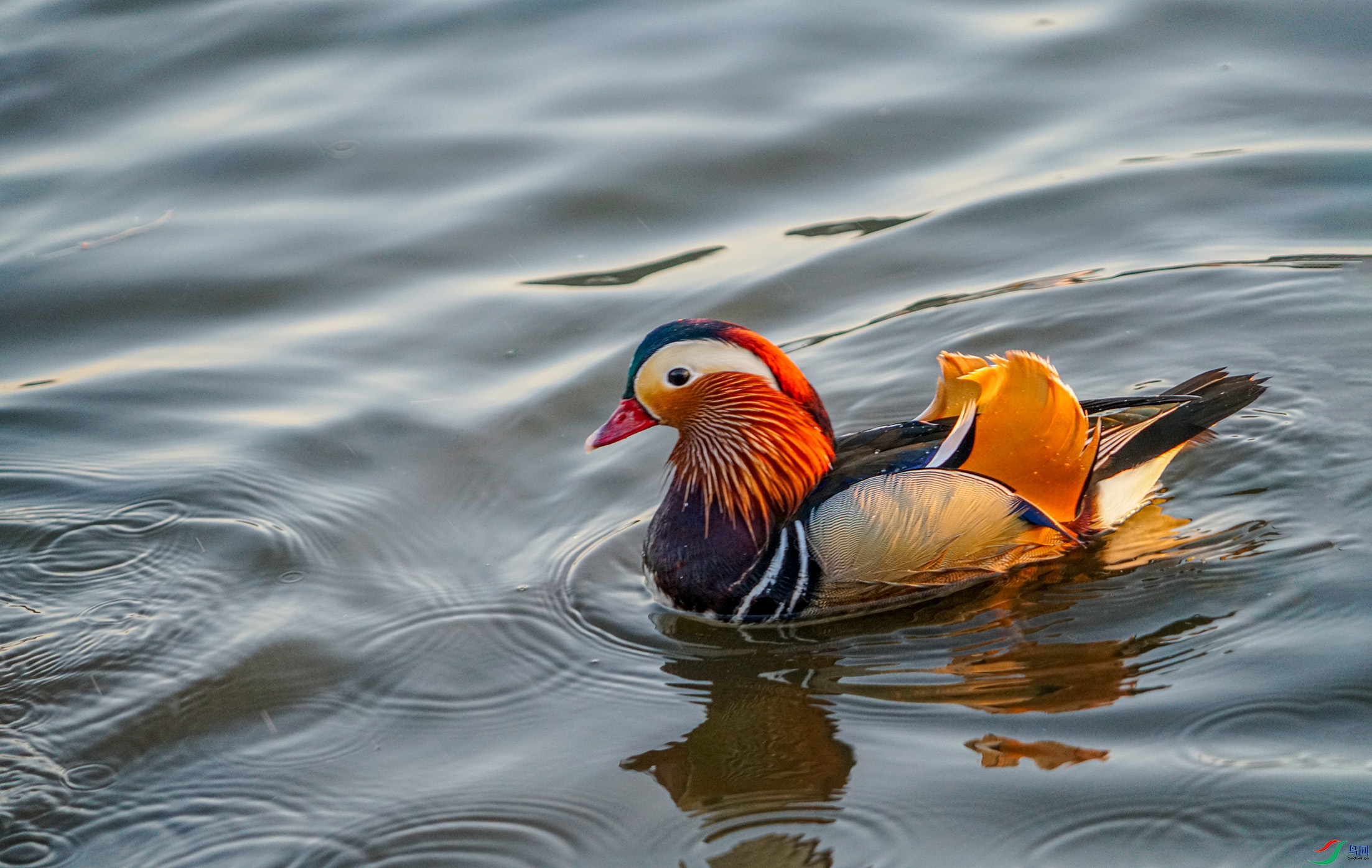 DSC01887 ����.jpg