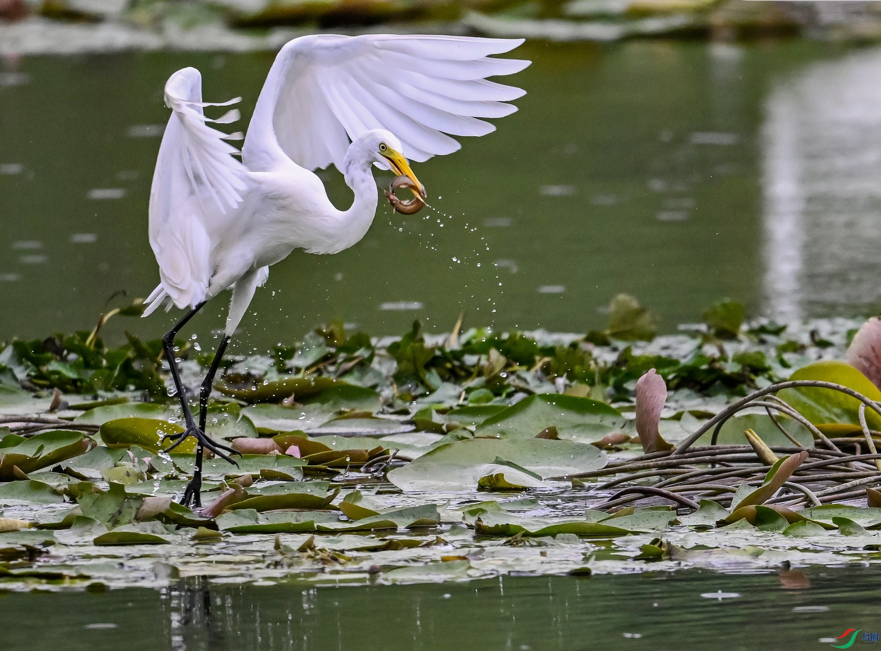 DSC_2476---_conew1.jpg
