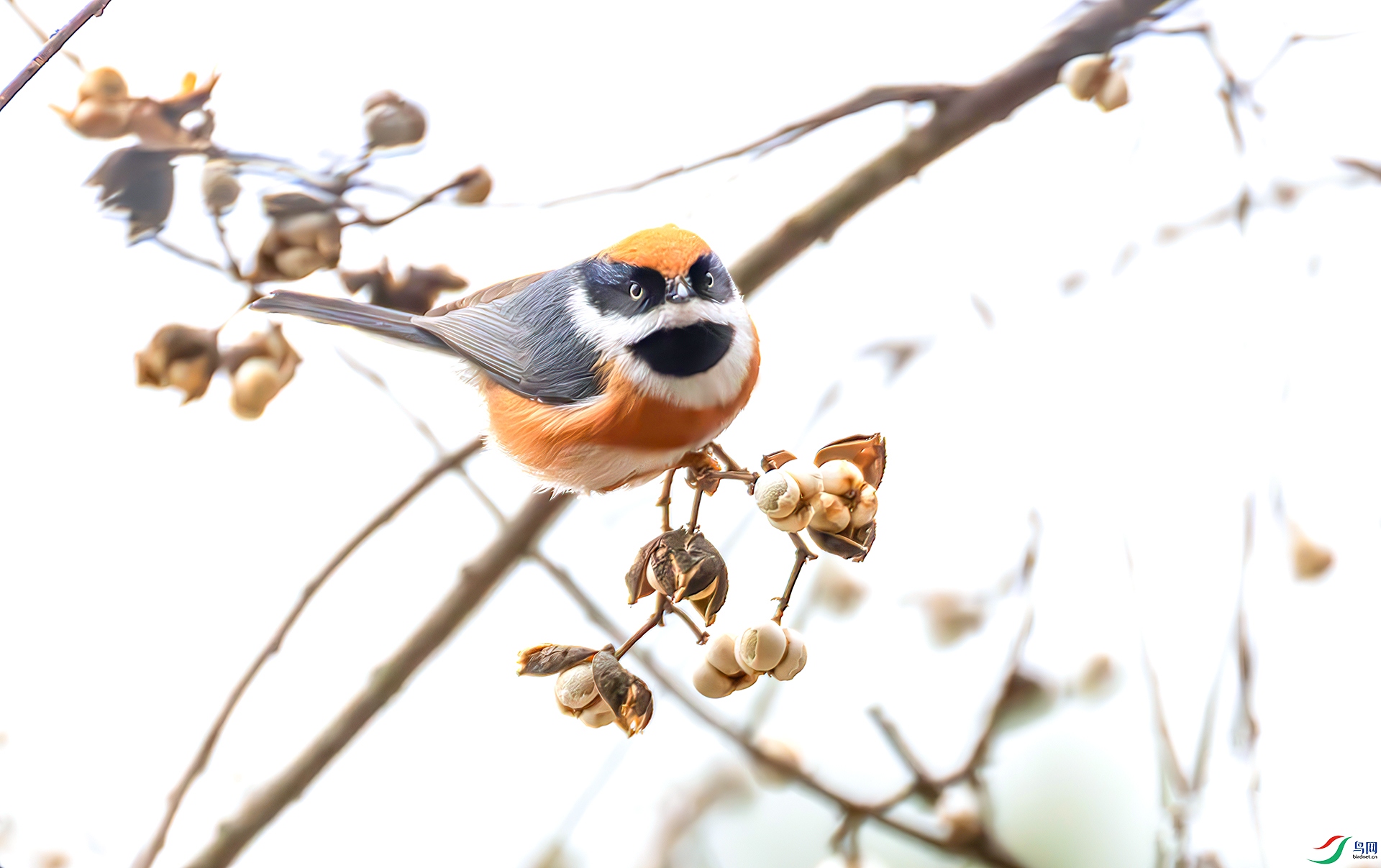 407A7295-====33  .jpg