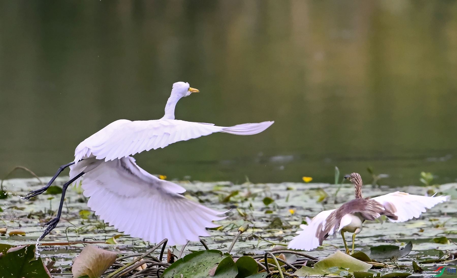 DSC_2576---_conew1.jpg
