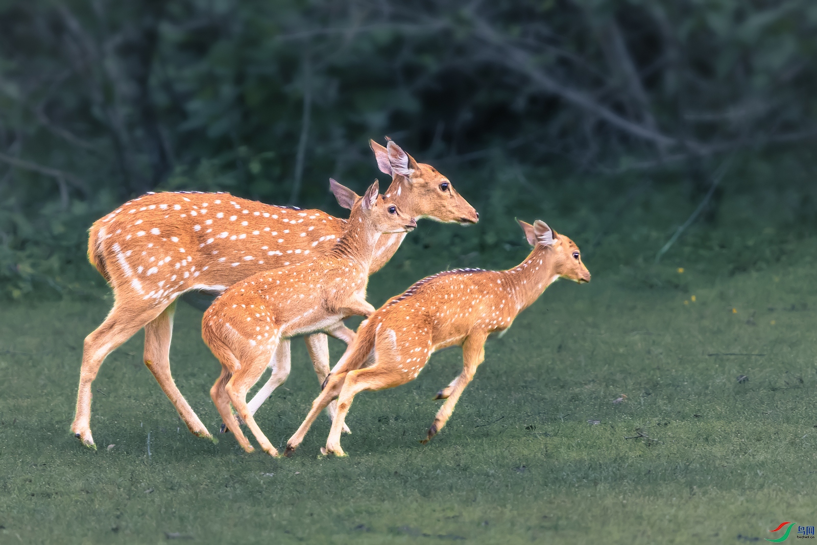 ÷��¹----��Я���������