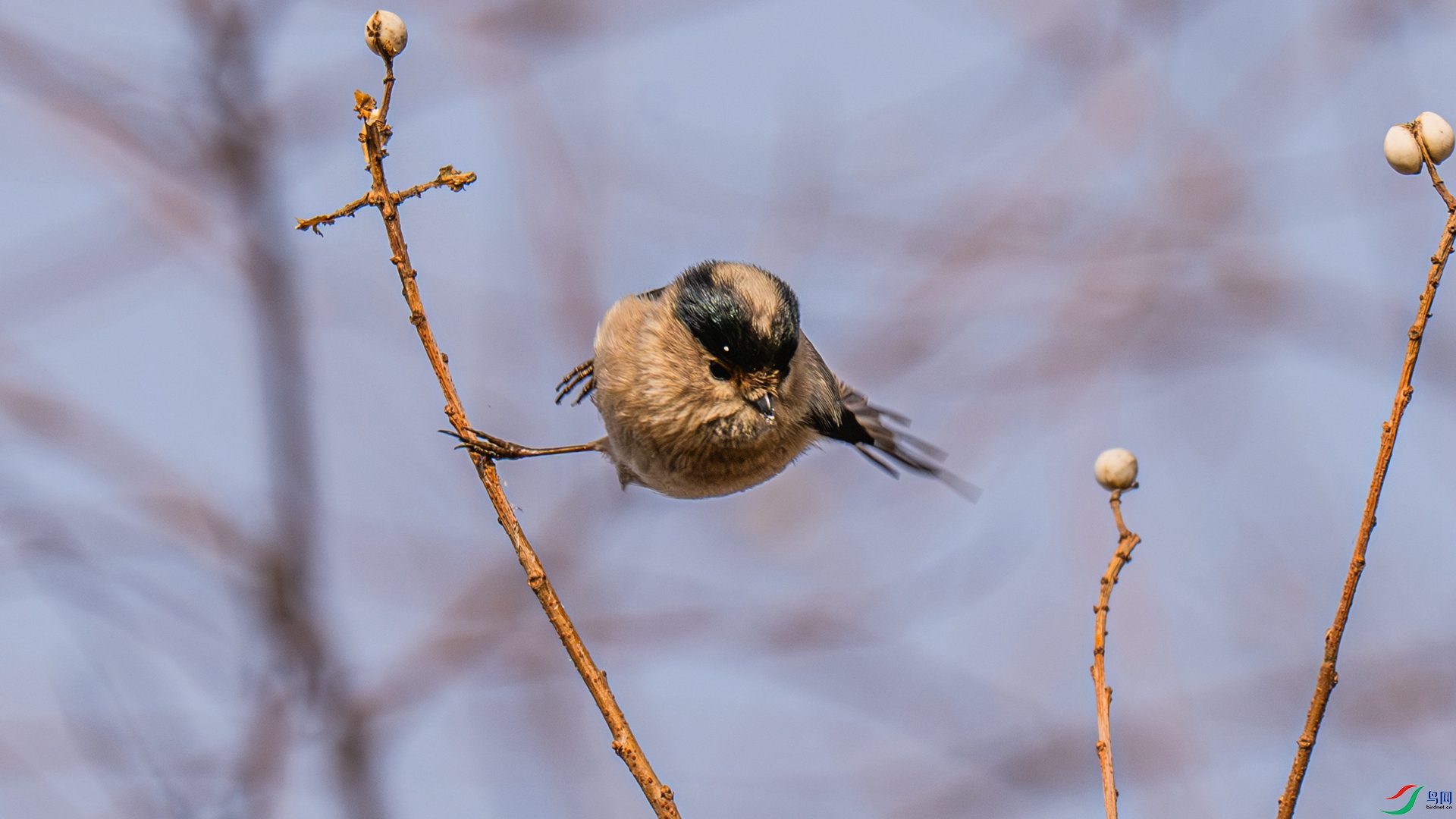 DSC_4524-1_����.jpg