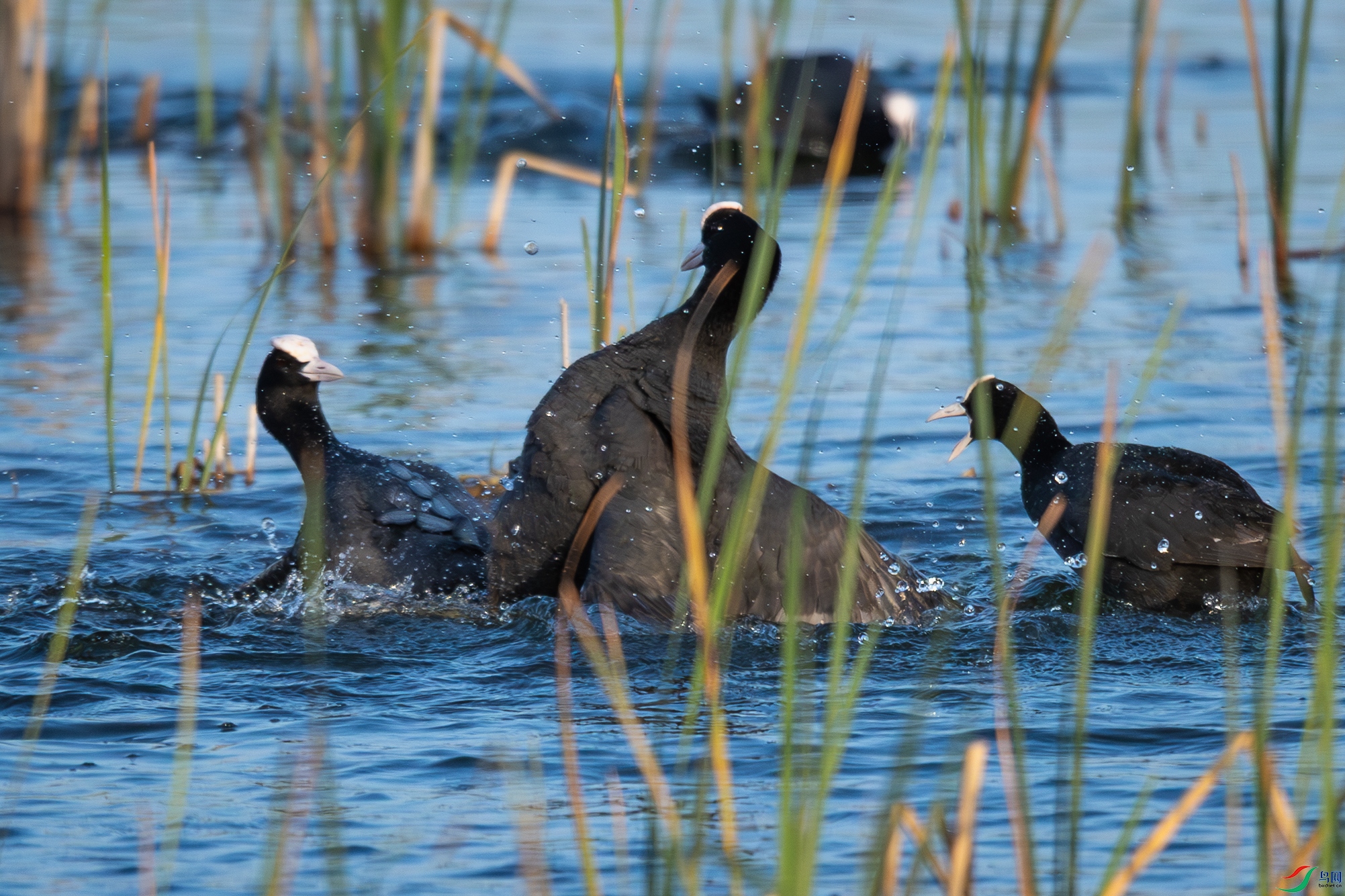 «έ����Ľ���