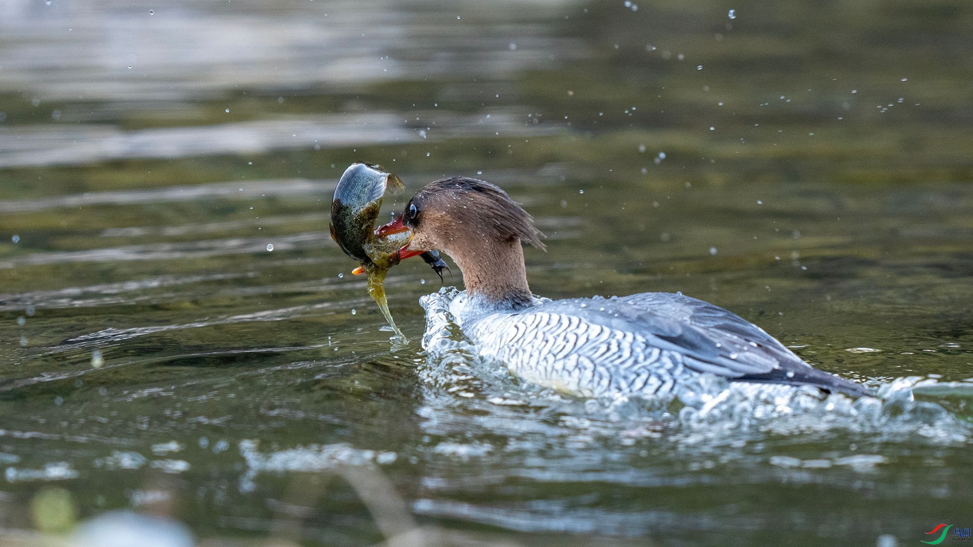 DSC00644 ����.jpg