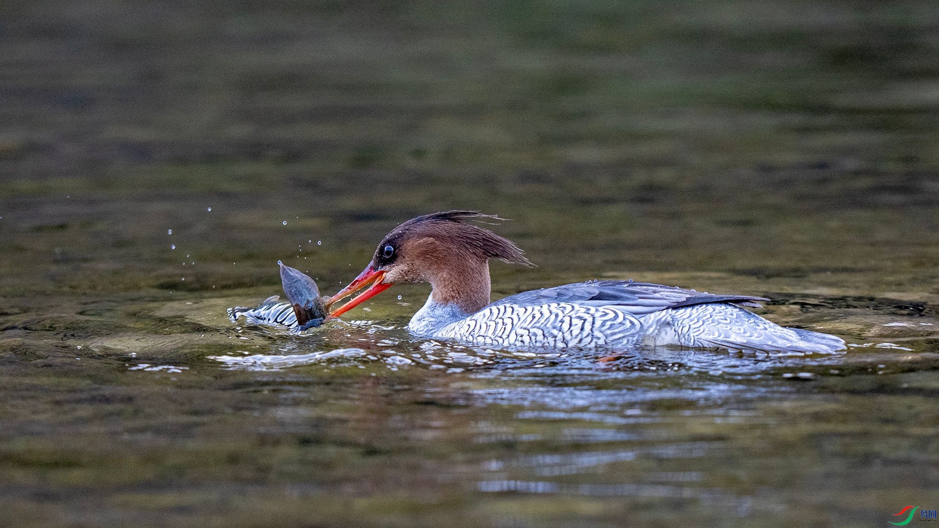 DSC00740 ����.jpg