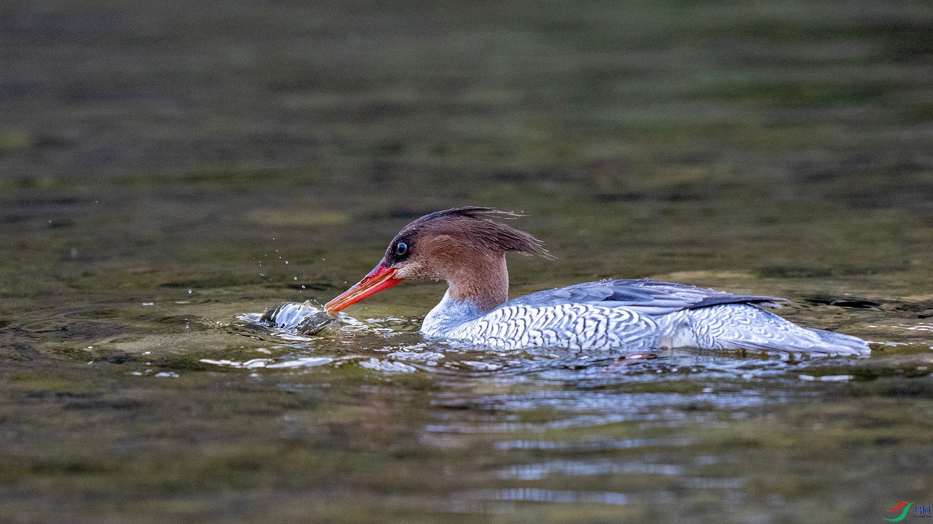 DSC00741 ����.jpg