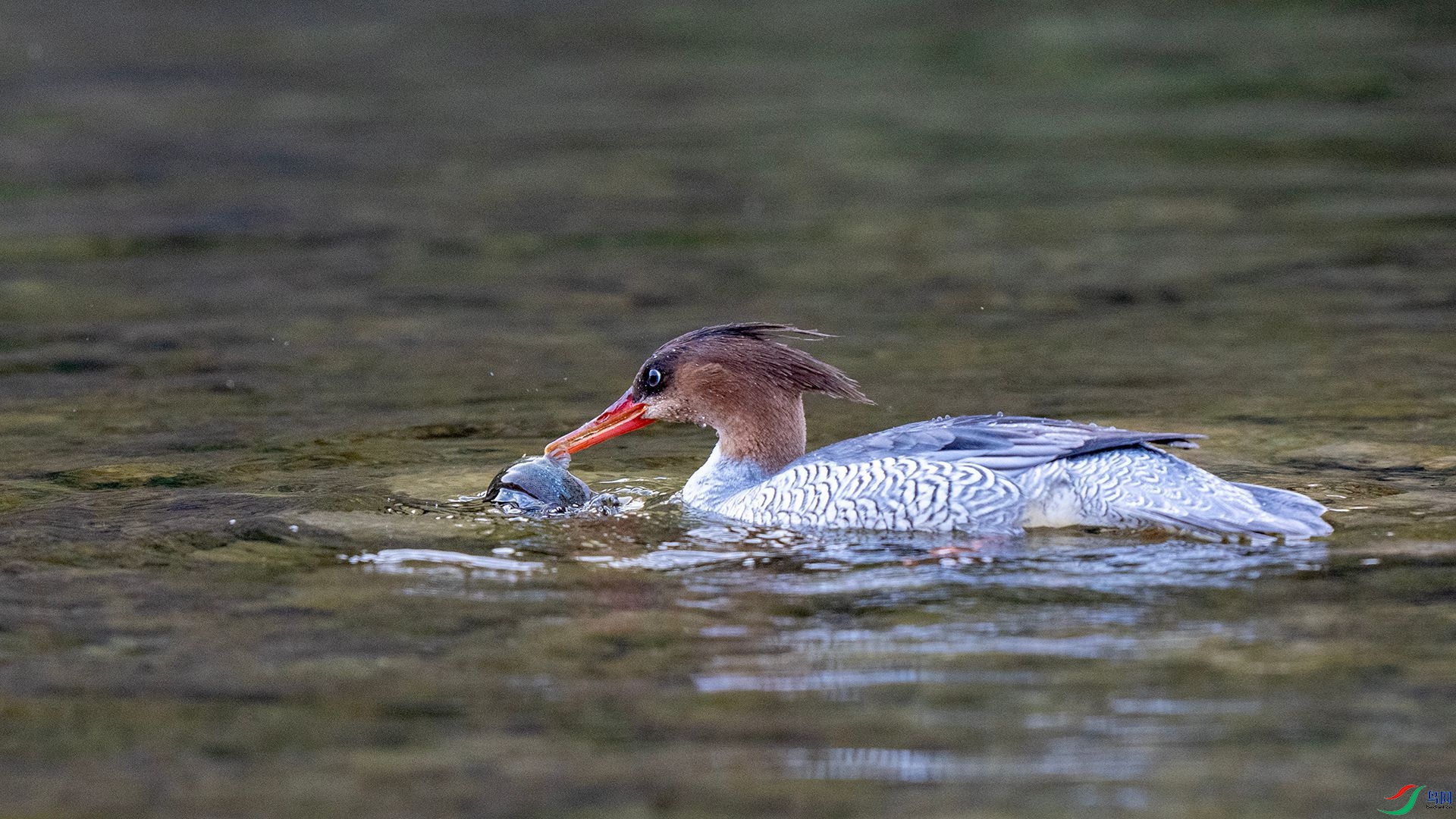 DSC00744 ����.jpg