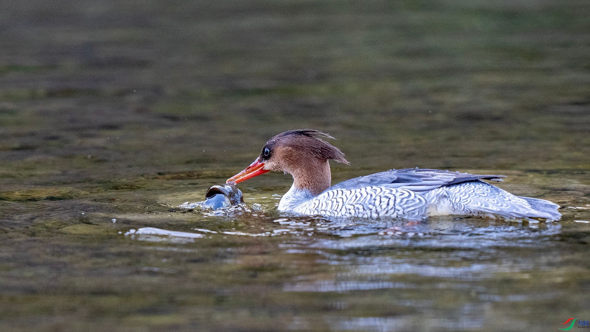 DSC00745 ����.jpg