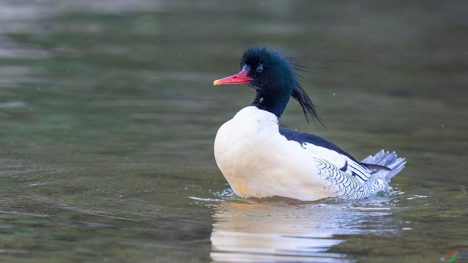 DSC00961 ����.jpg