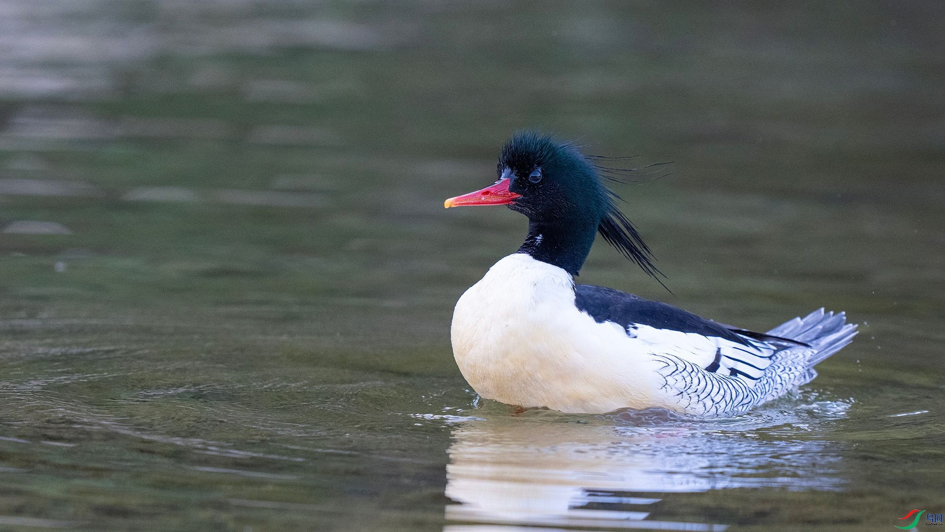 DSC00963 ����.jpg