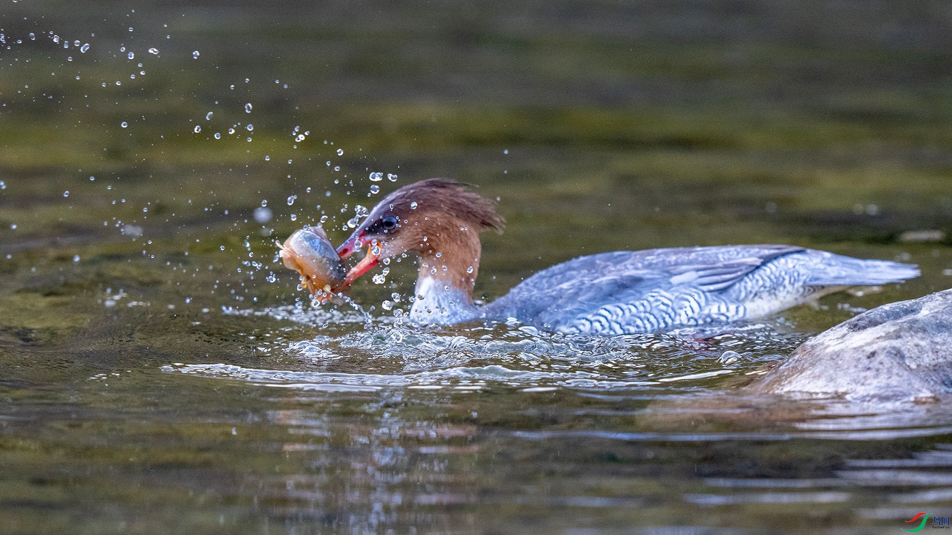 DSC00966 ����.jpg