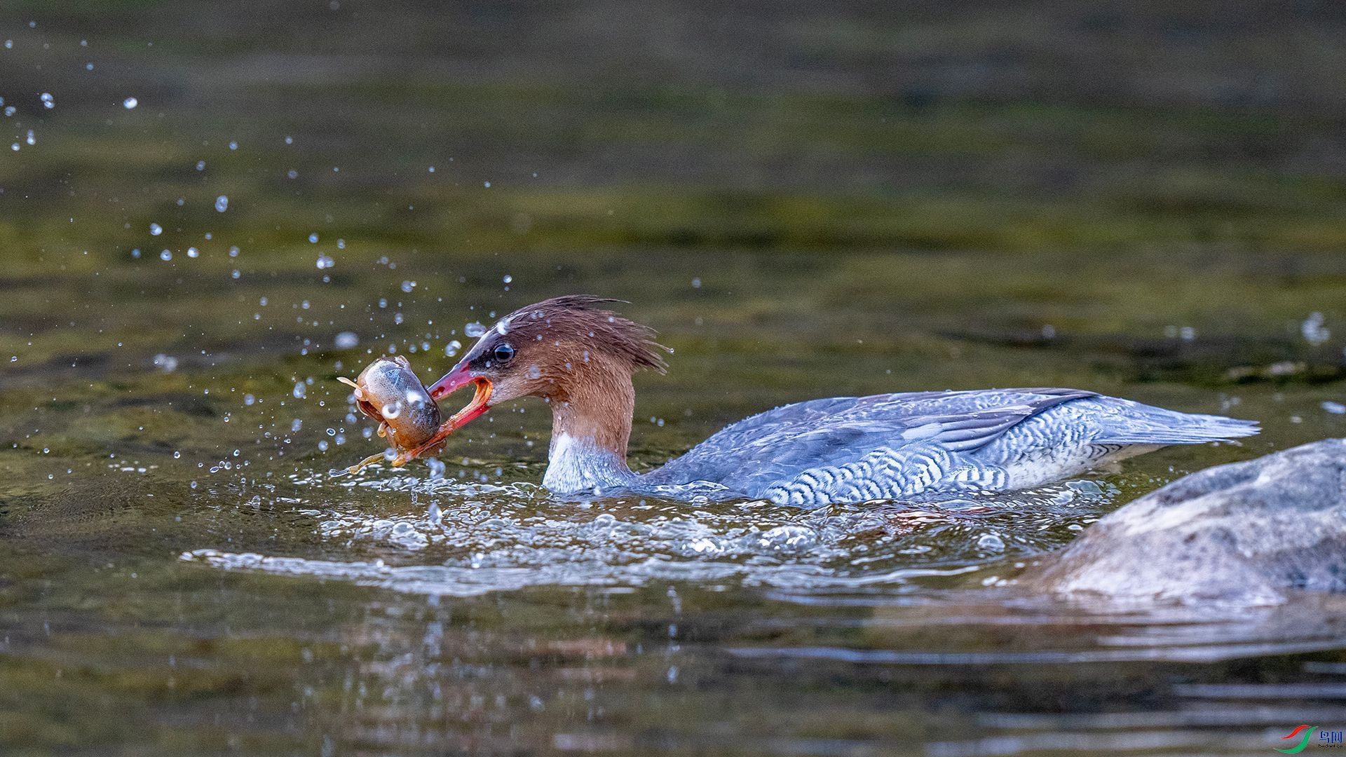 DSC00967 ����.jpg