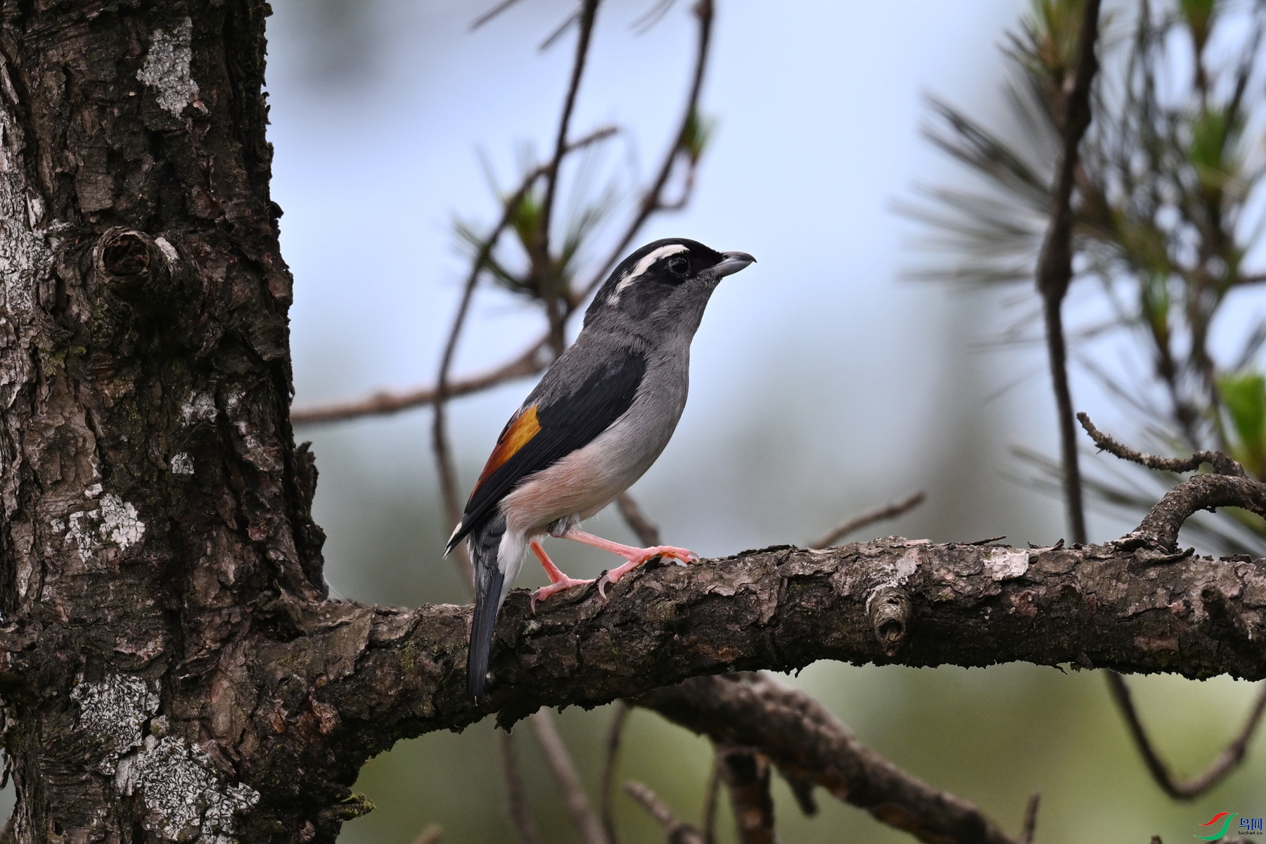 DSC_1179.JPG