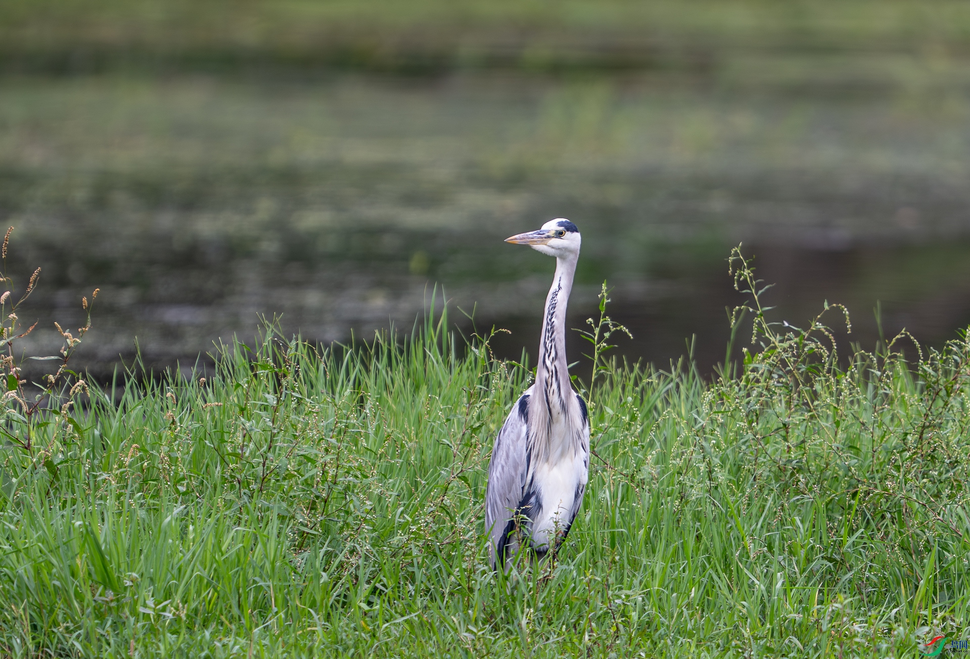 DSC_3372-1.jpg