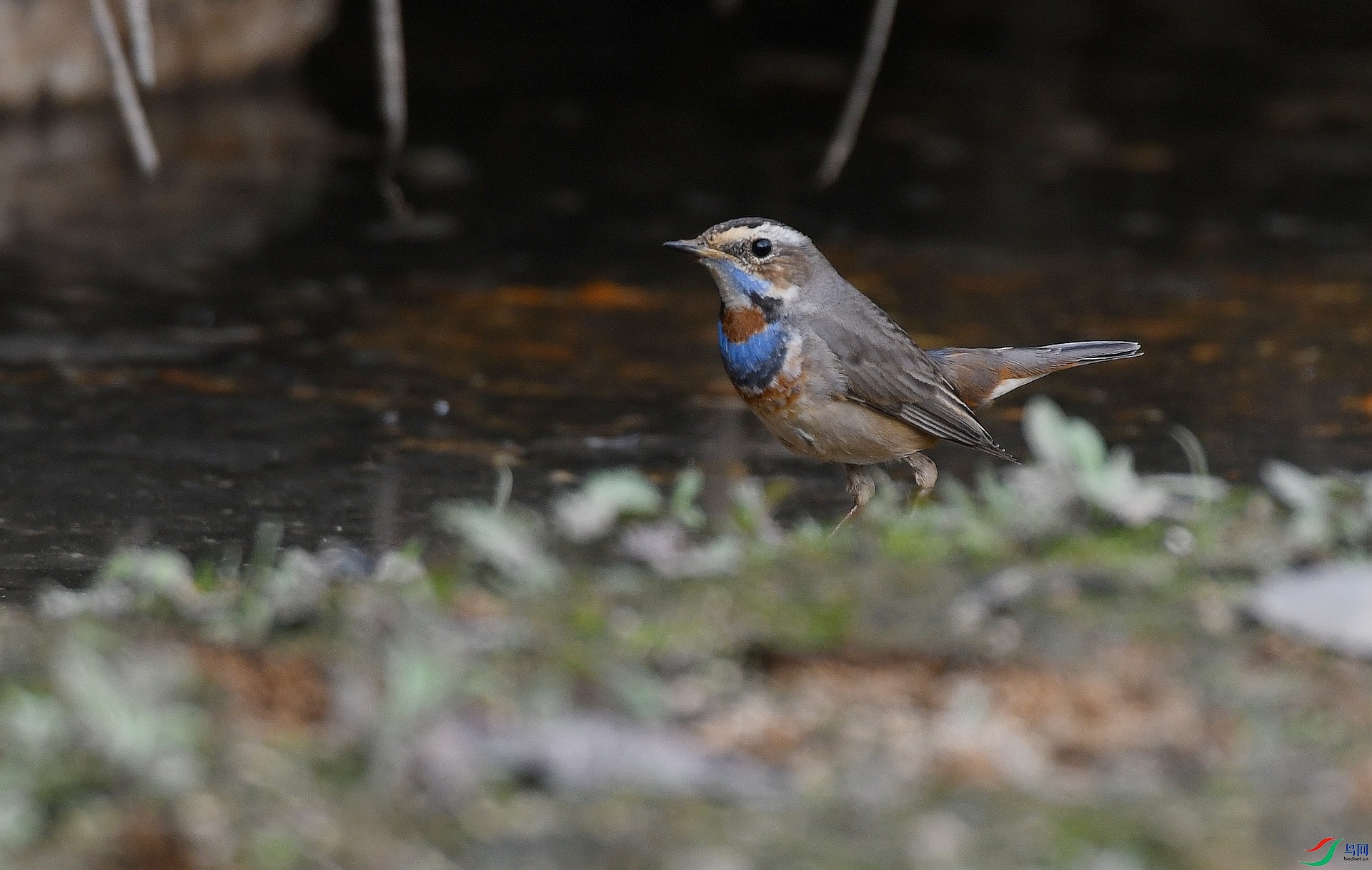 DSC_3913.jpg