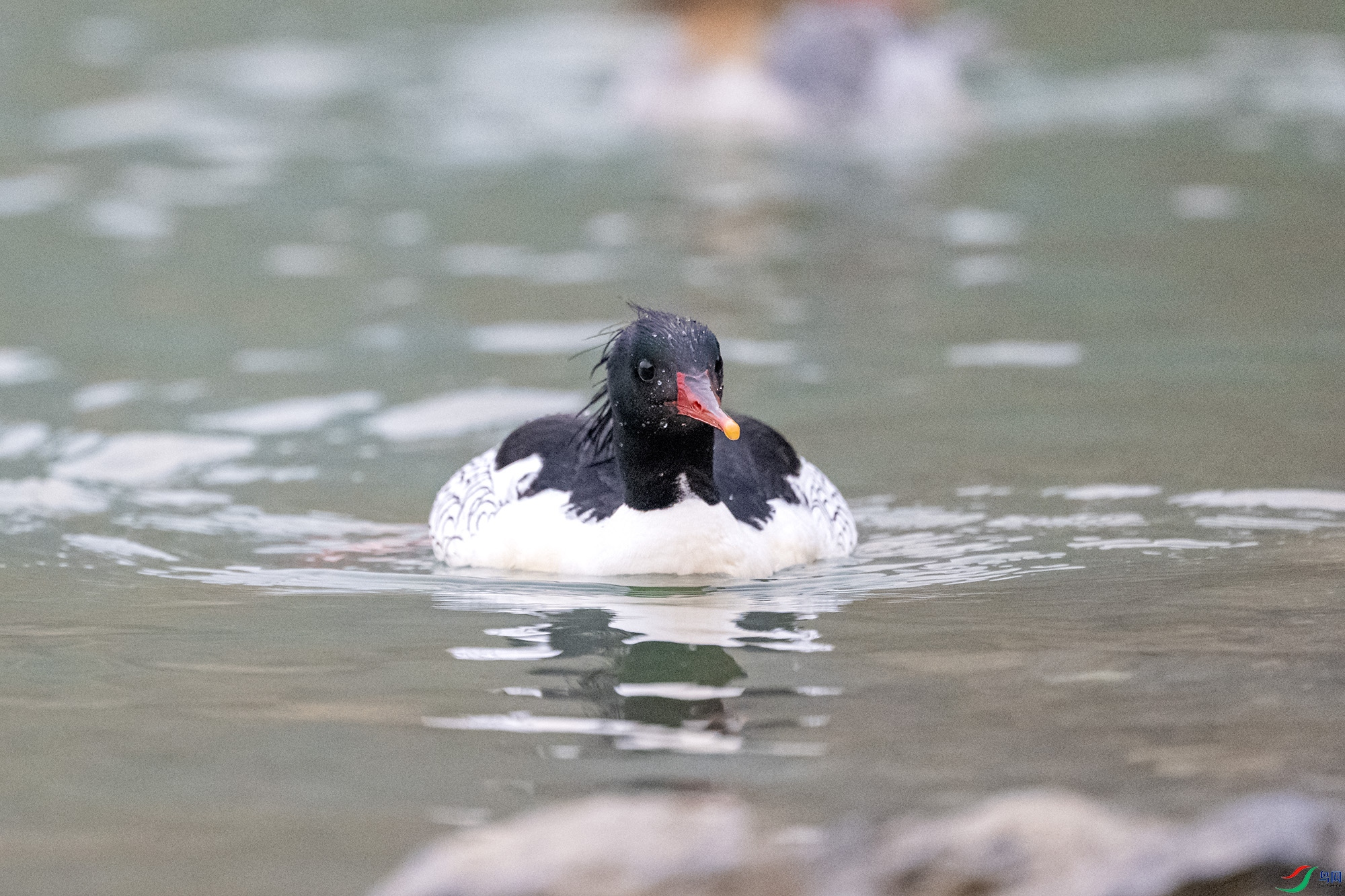 DSC_4649.jpg