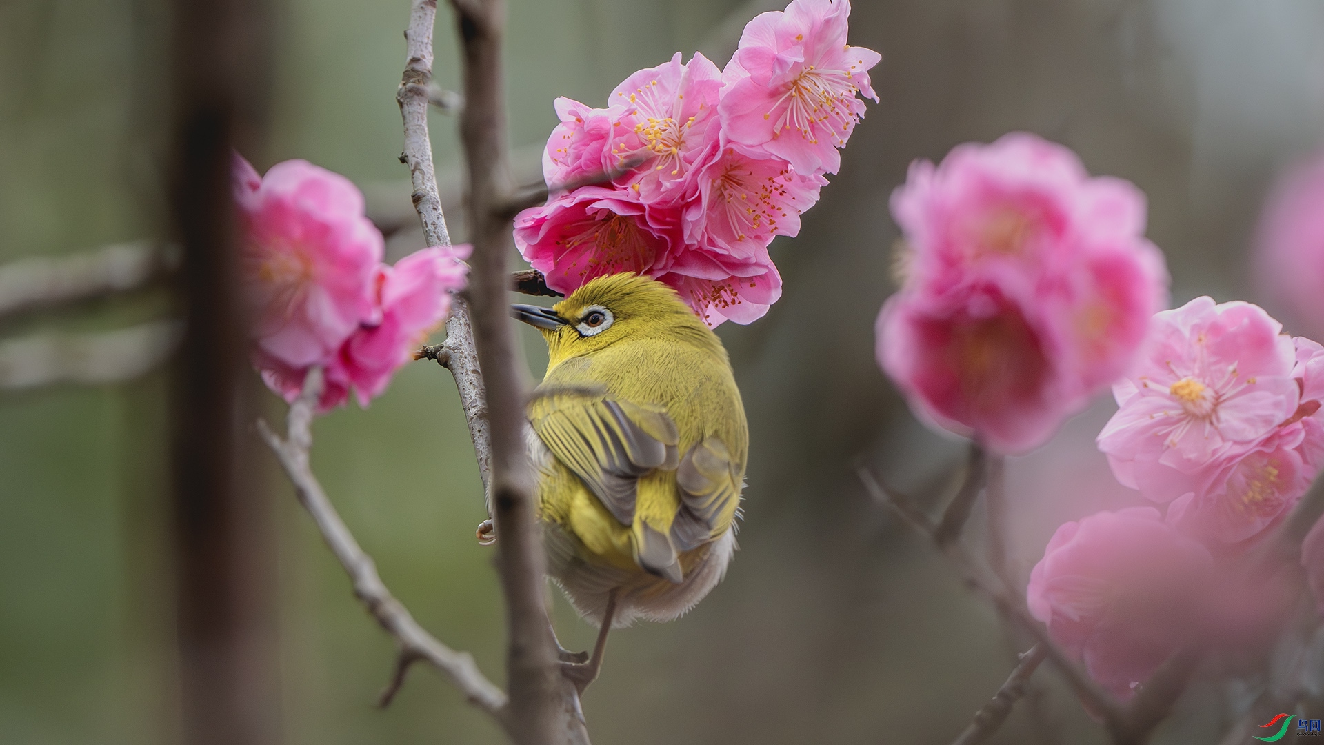 DSC_8234-����ǿ-NR ����.jpg