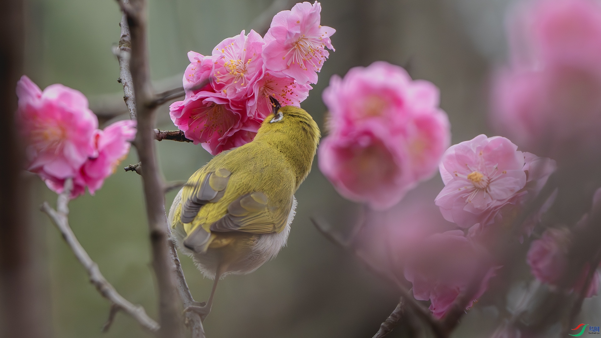 DSC_8236-����ǿ-NR ����.jpg