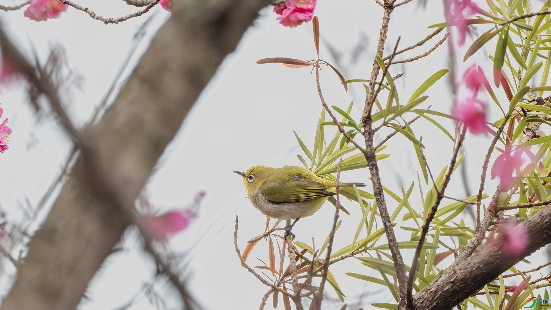 DSC_8245-����ǿ-NR ����.jpg