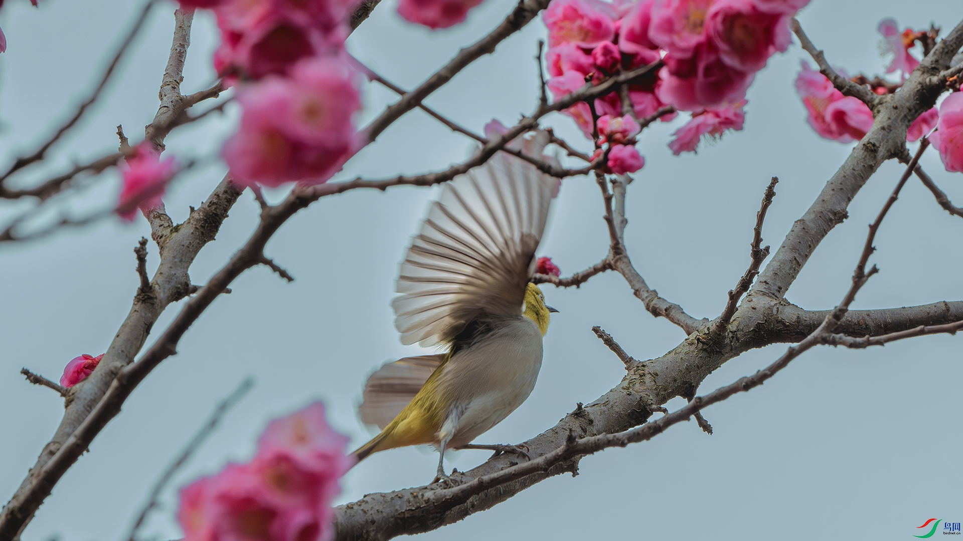 DSC_8256-����ǿ-NR ����.jpg