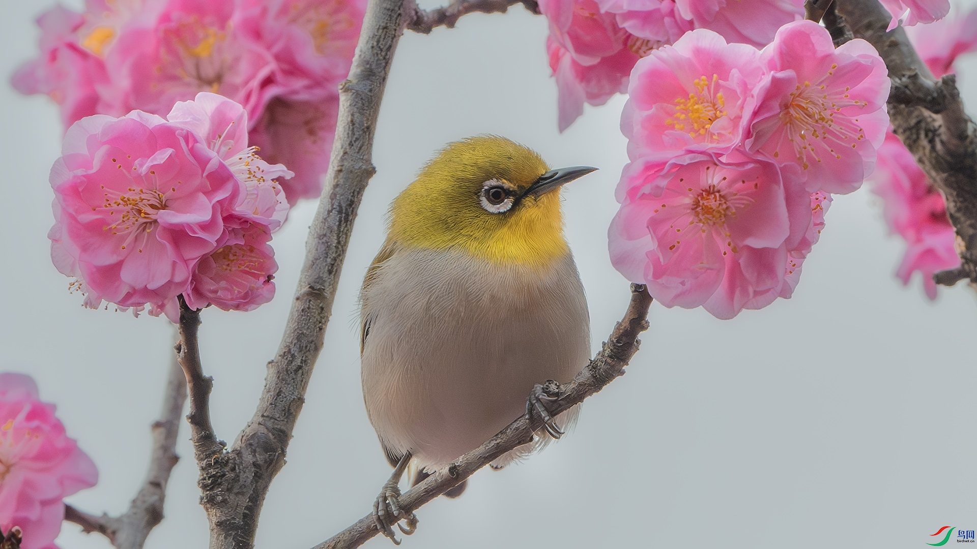 DSC_8277-����ǿ-NR ����.jpg