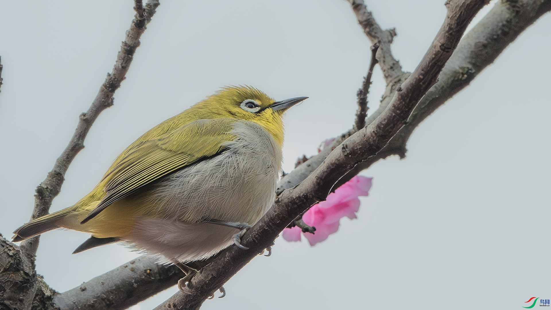 DSC_8284-����ǿ-NR ����.jpg