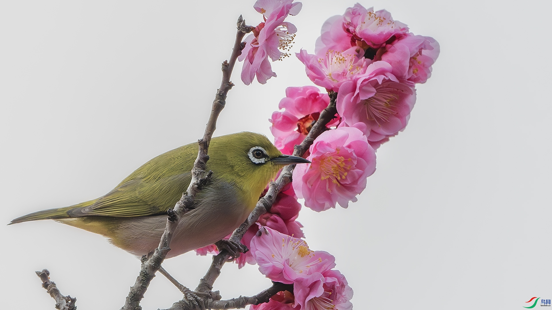 DSC_8295-����ǿ-NR ����.jpg