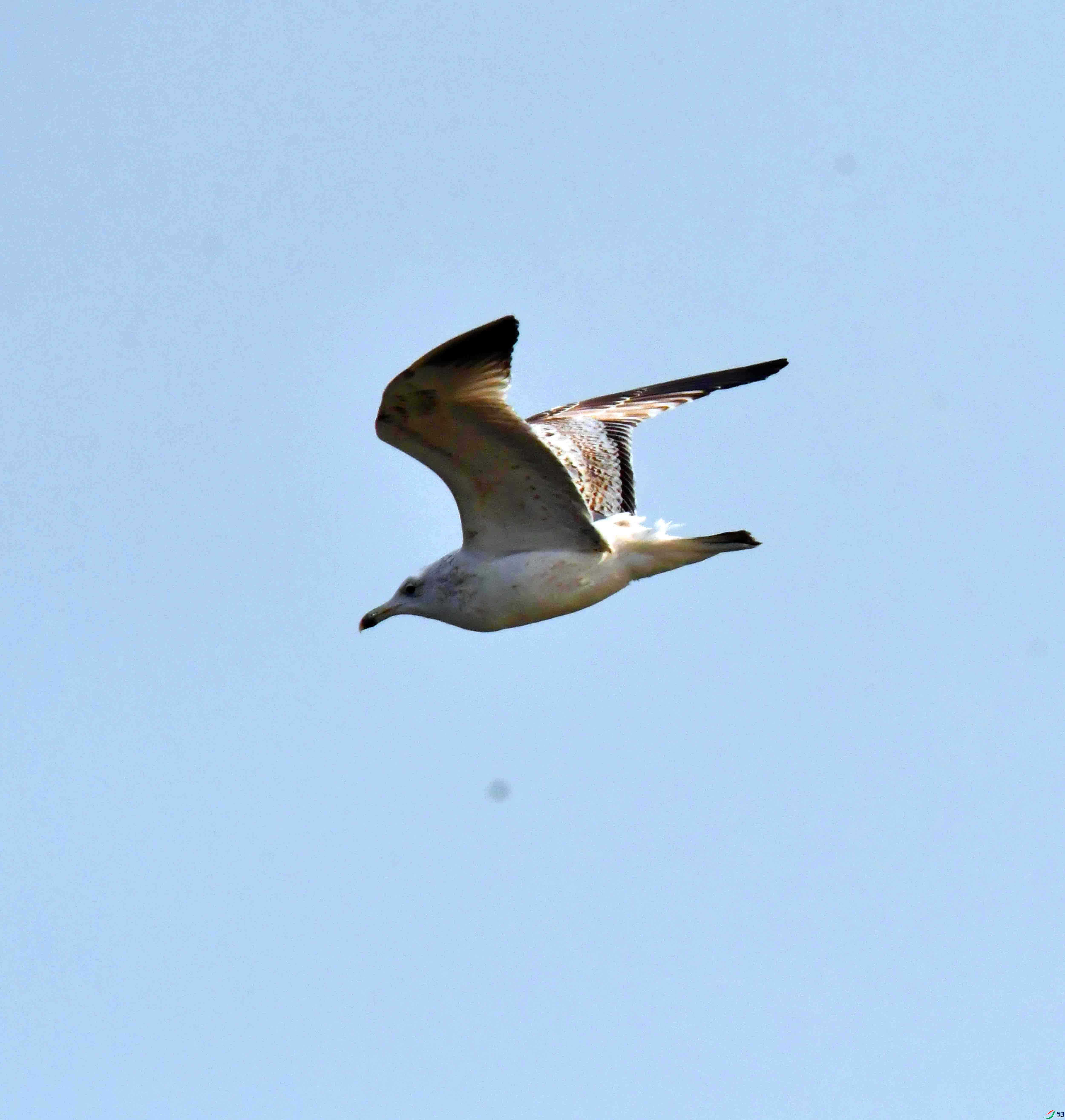 DSC_9079.JPG