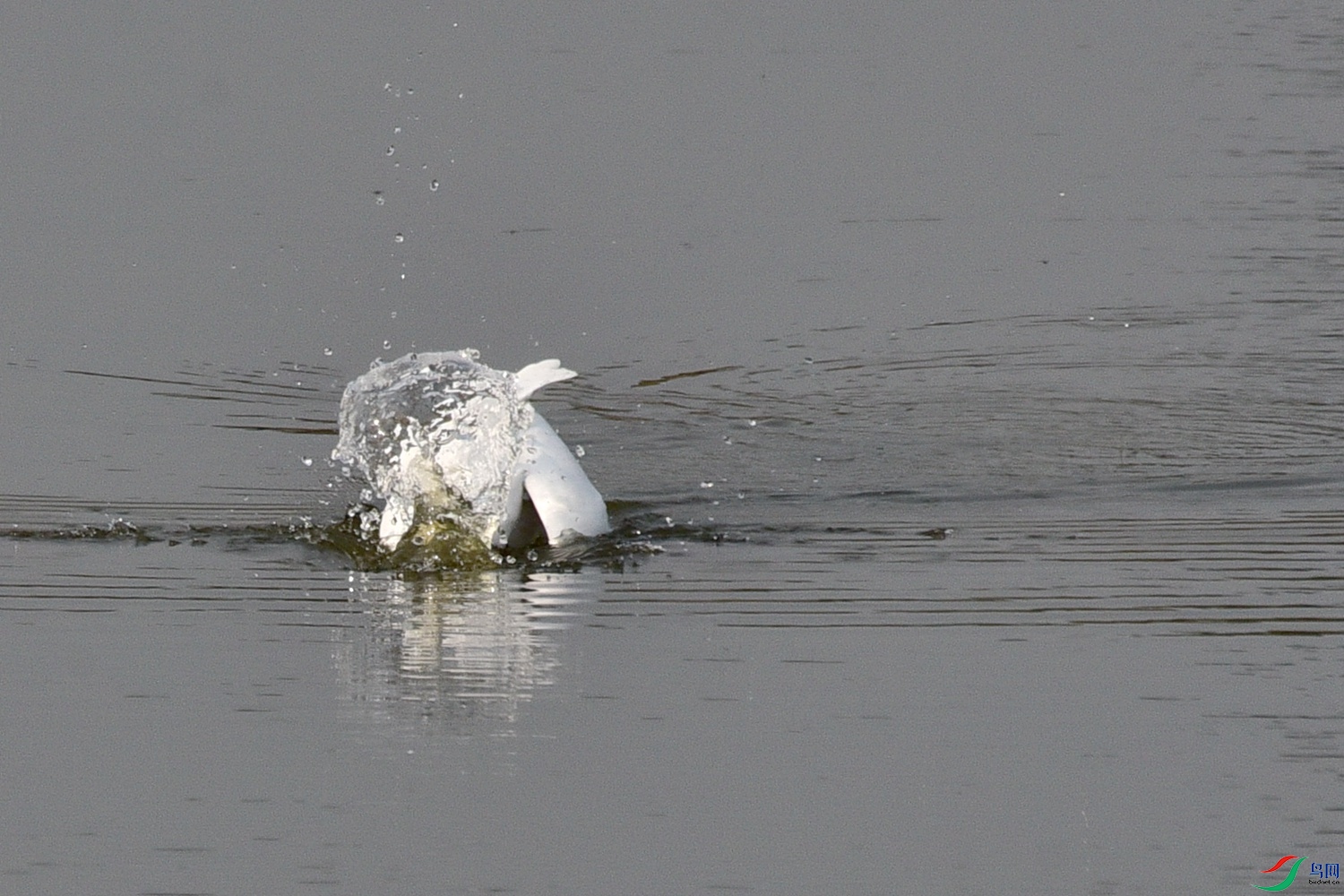 DSC_4168.JPG