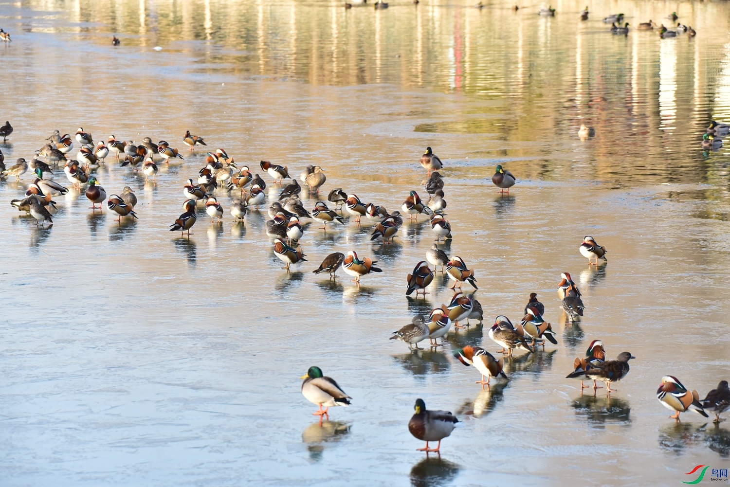 DSC_7632.JPG
