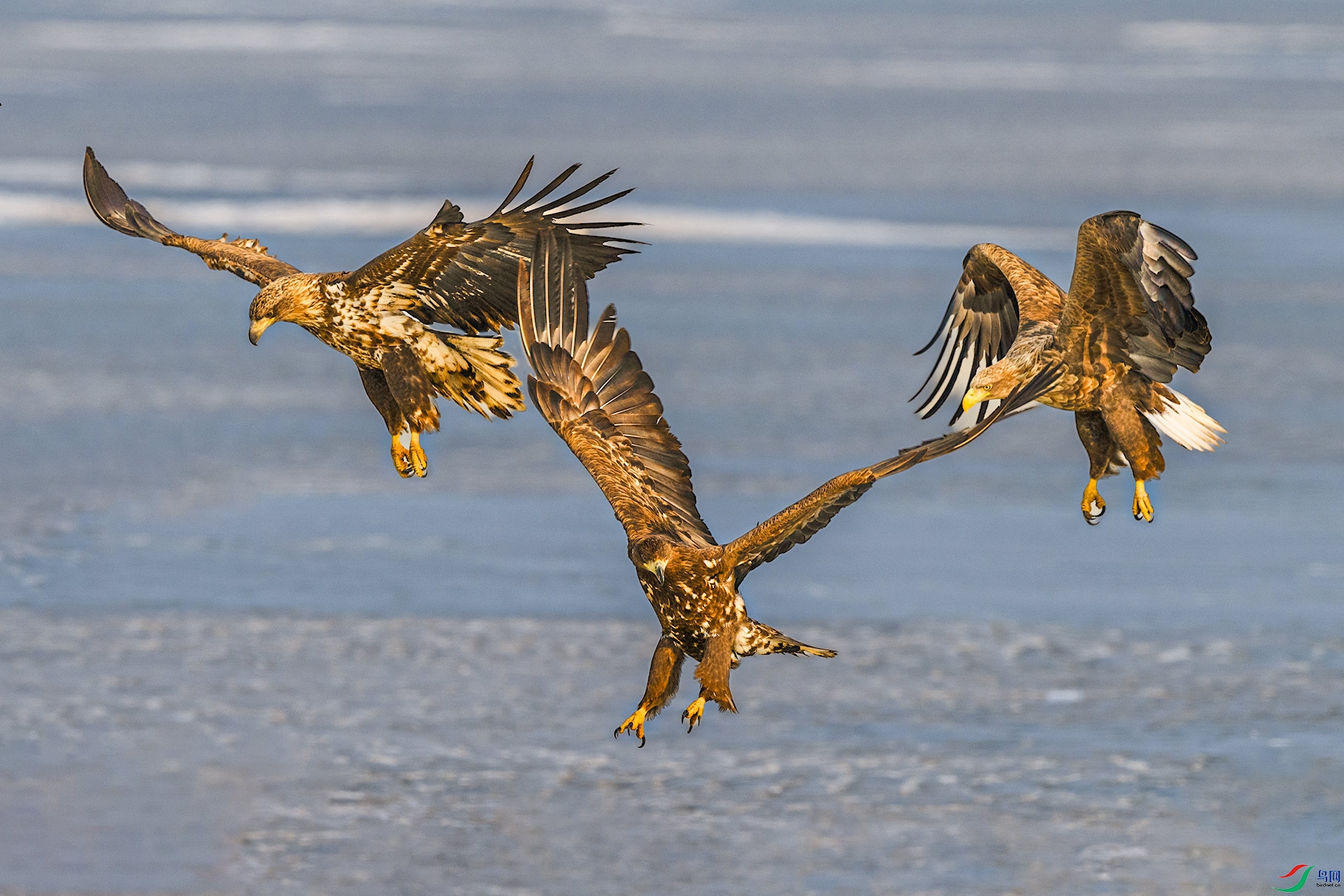 ��β����