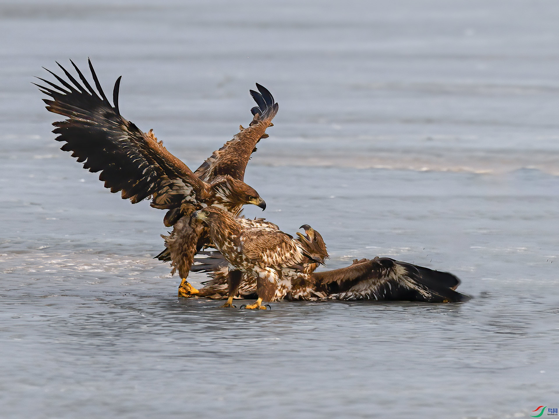 ��β����