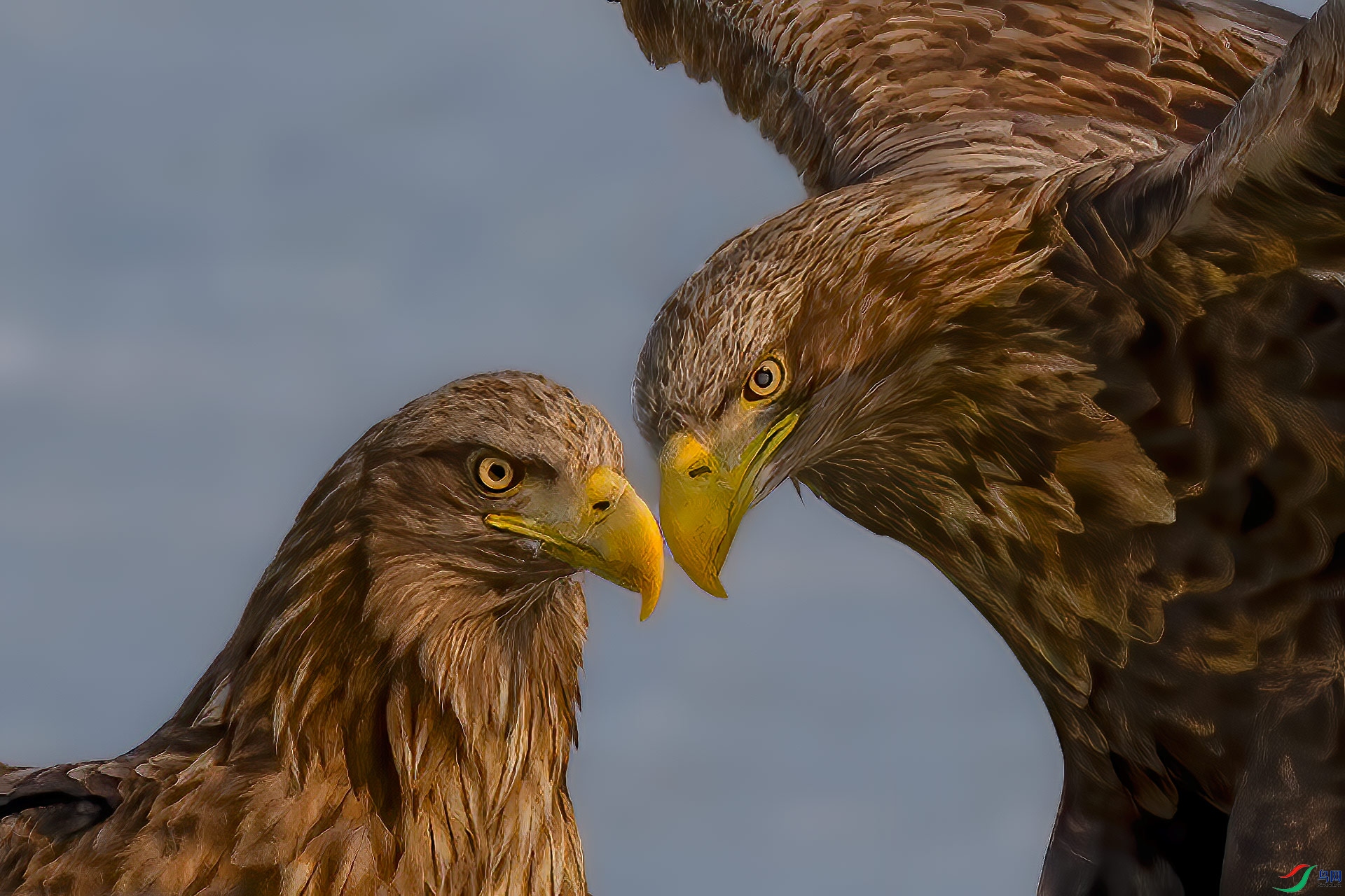 ��β����