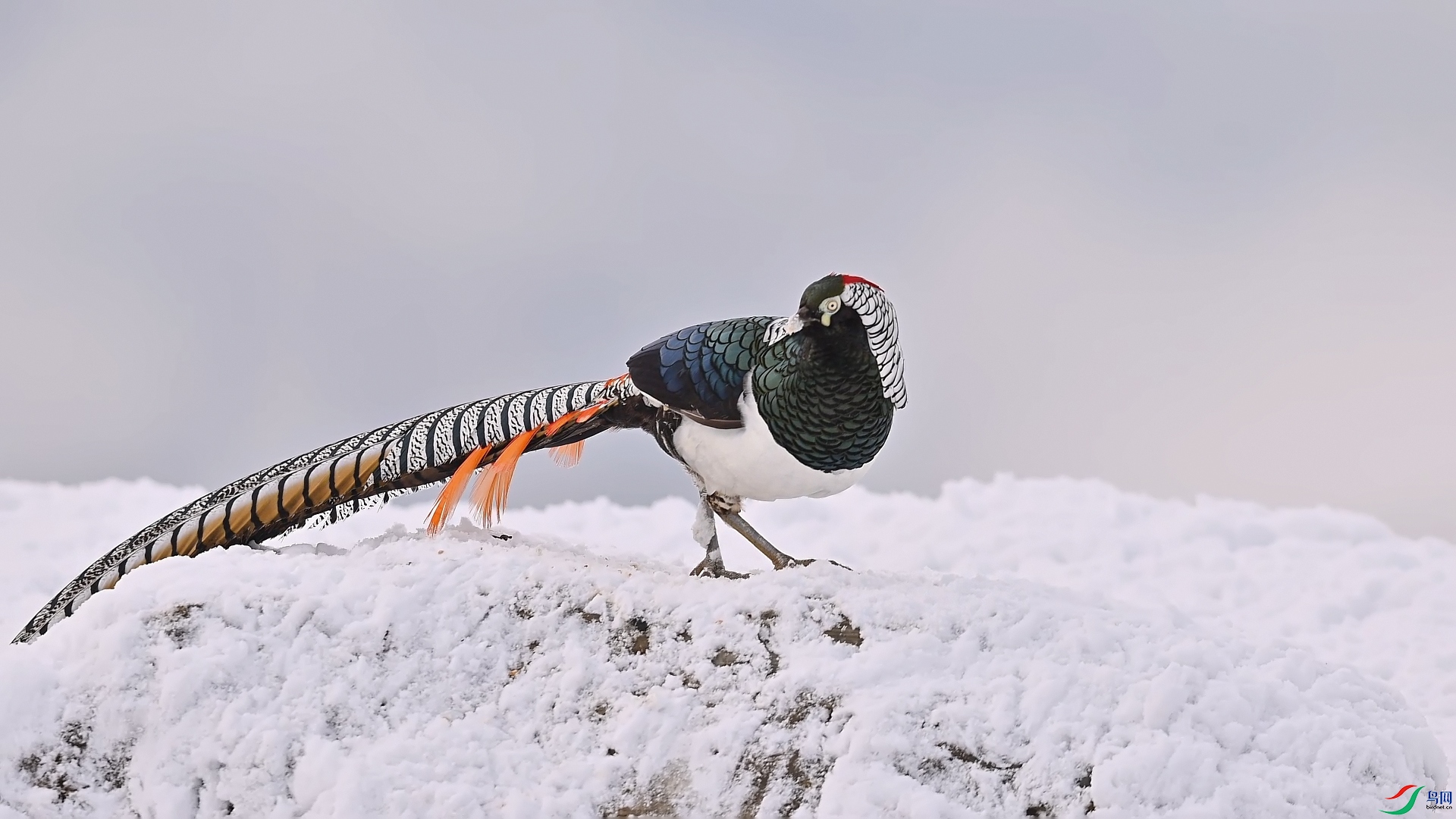 �׸�����ѩ����ż4 5.jpg