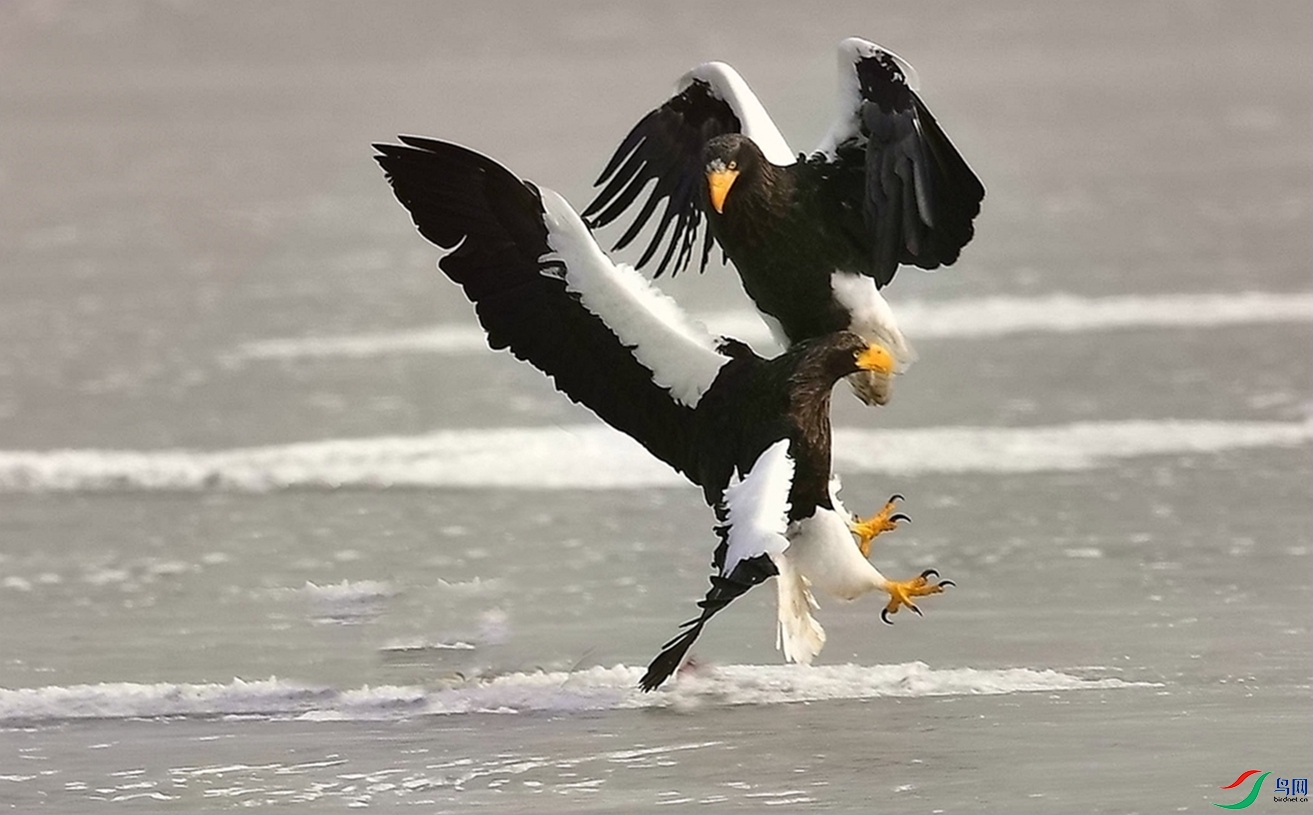 Ԫ���ڿ��֣�