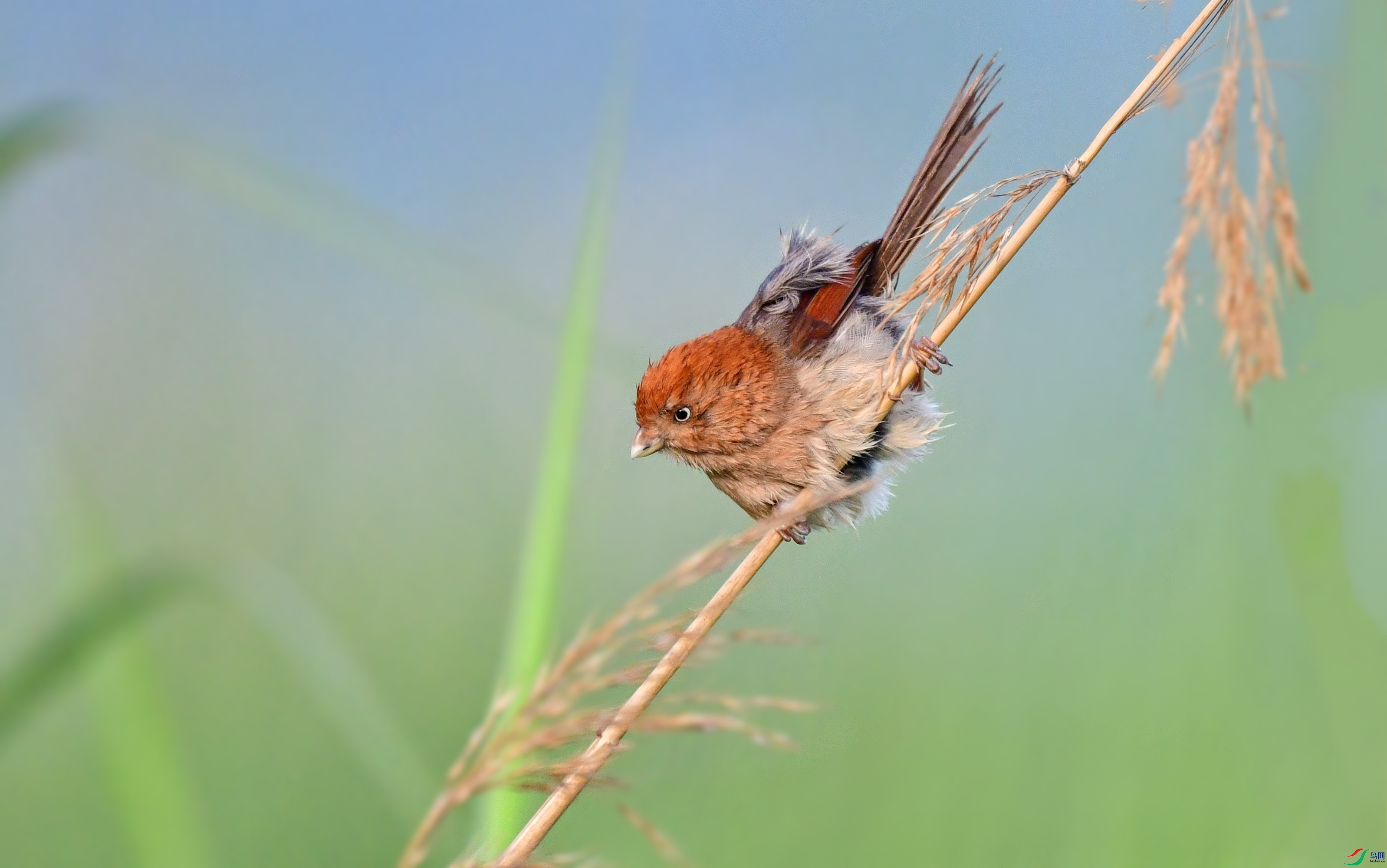 DSC_2124_conew3.jpg