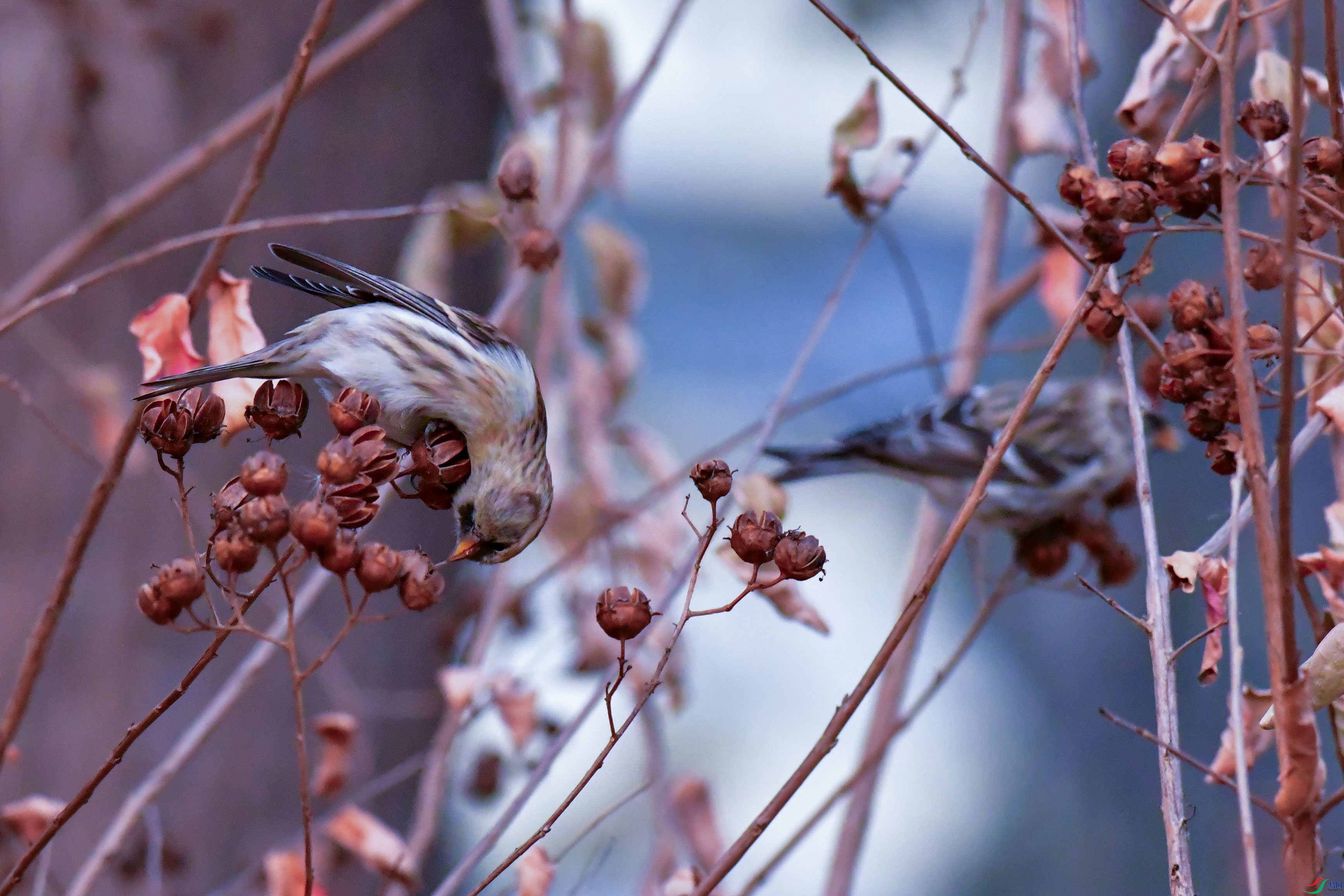 DSC_9419_1.jpg