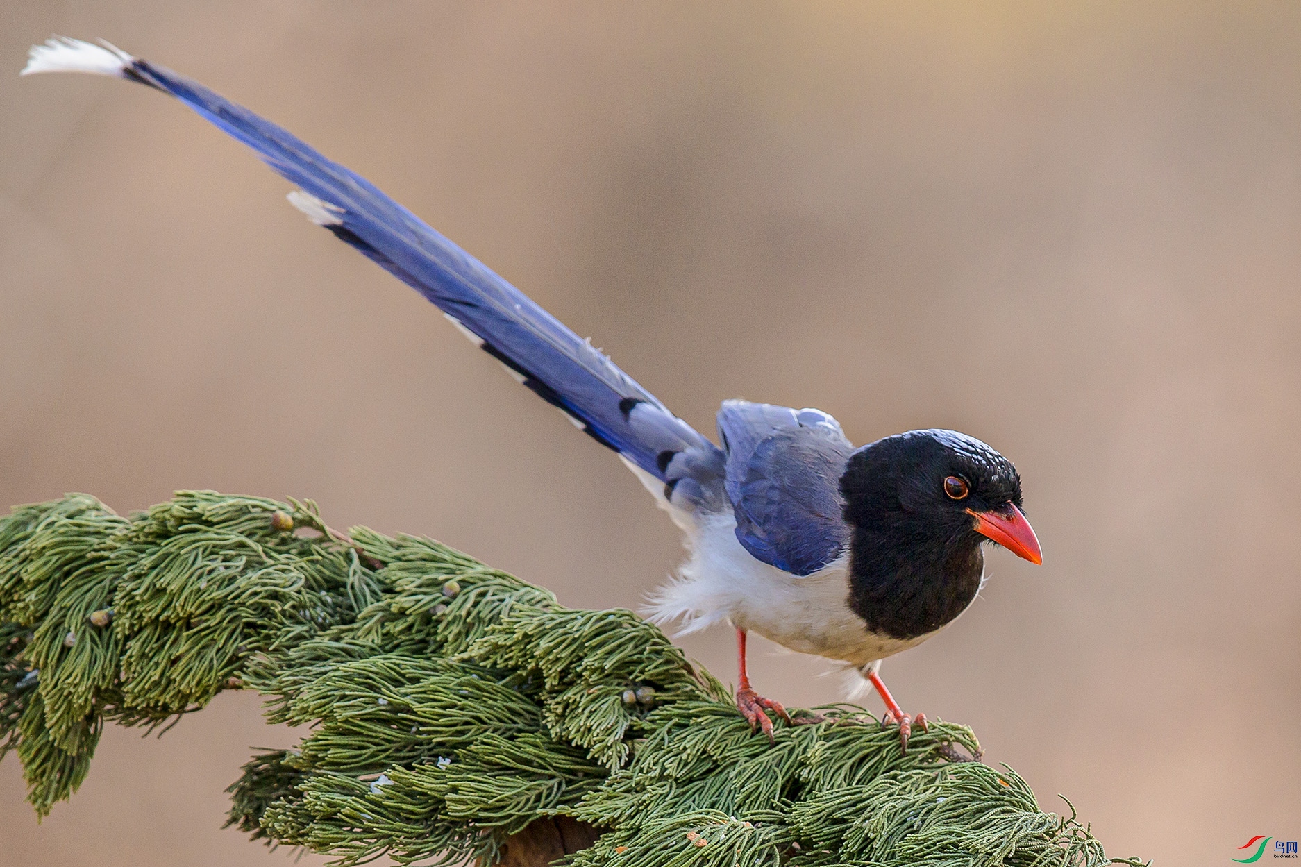 _MG_1514 ����.jpg