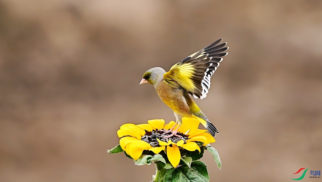 DSC_9286.JPG