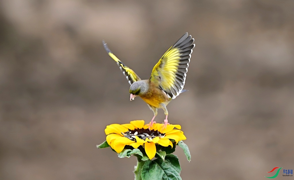 DSC_9420.JPG