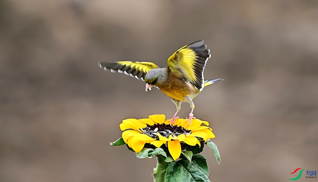 DSC_9421.JPG