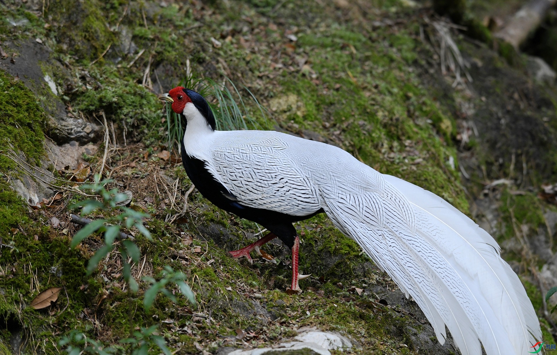 DSC_5698.jpg