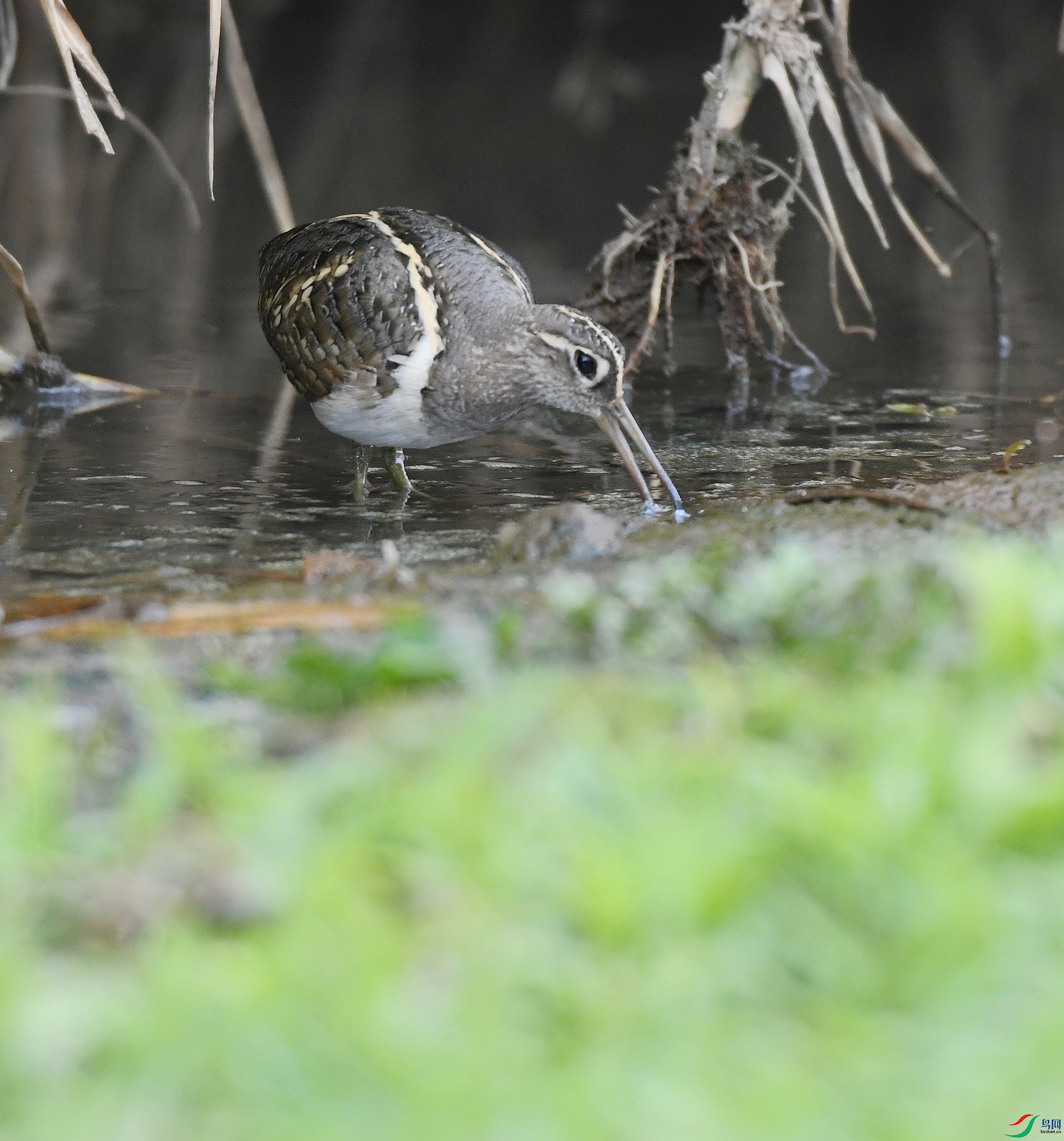 DSC_6738.jpg
