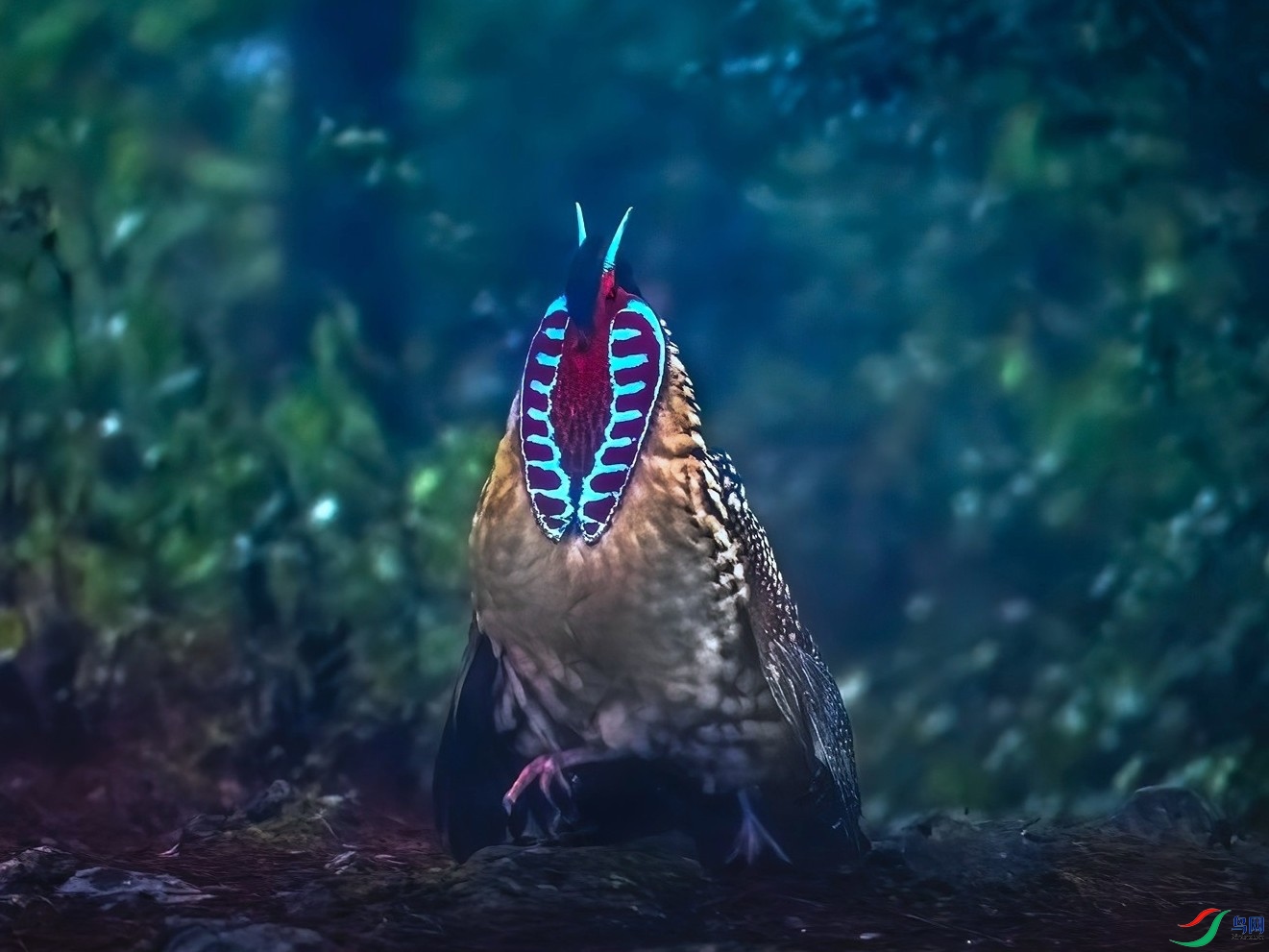 �Ƹ�����