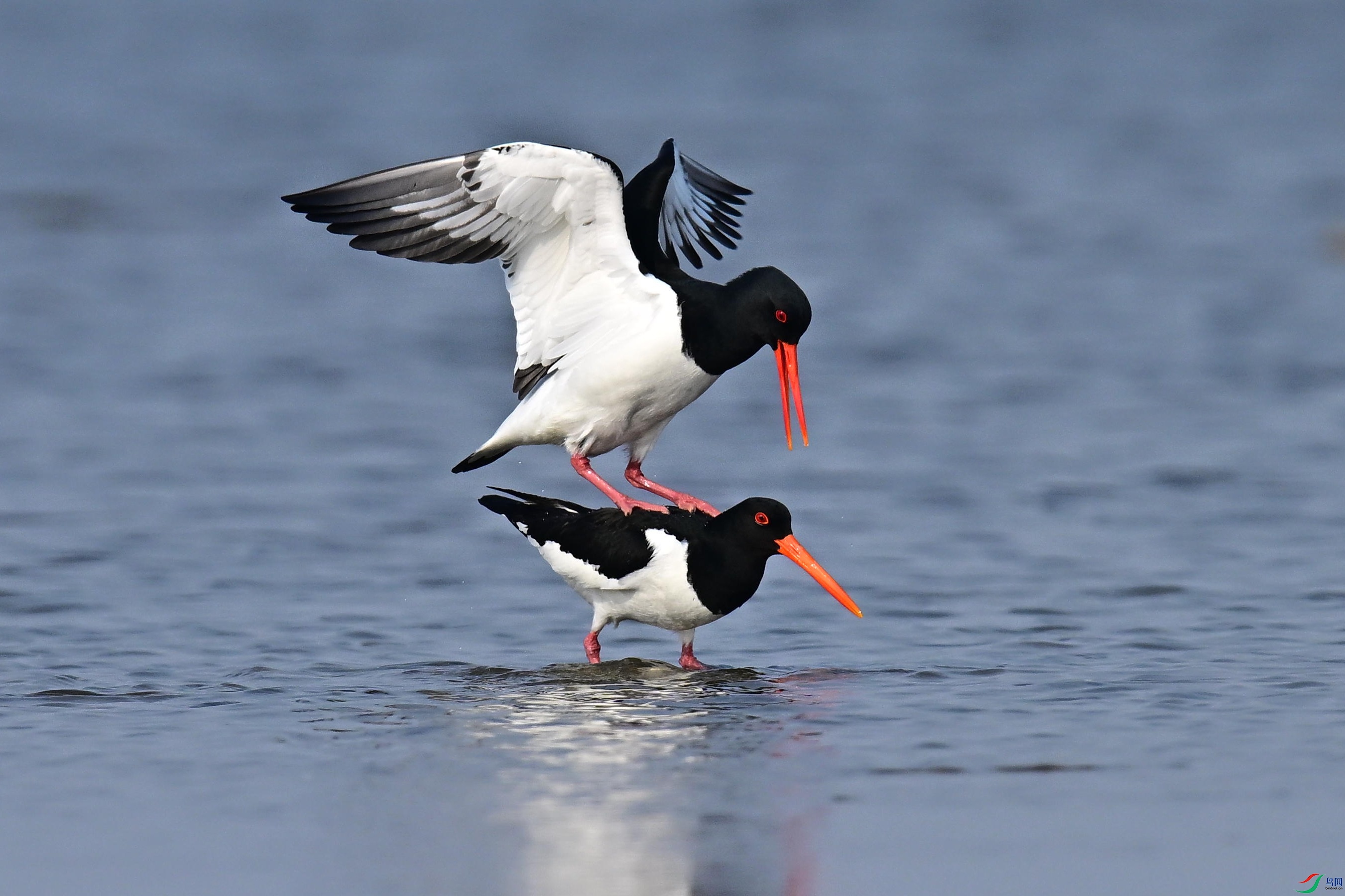 ���� (11).jpg