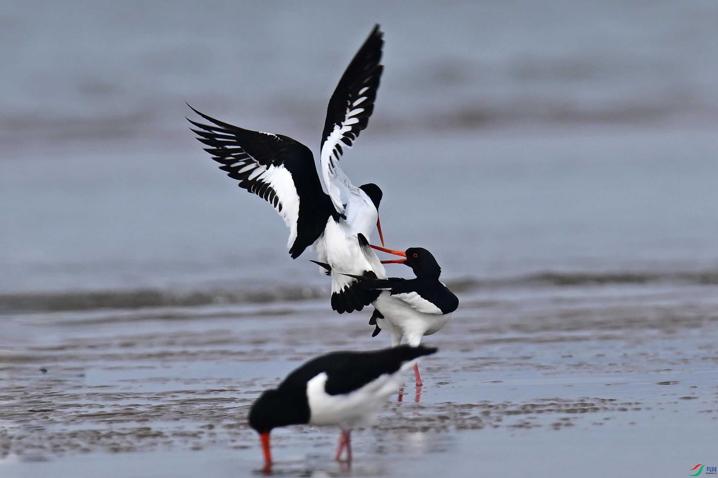 ���� (25).jpg