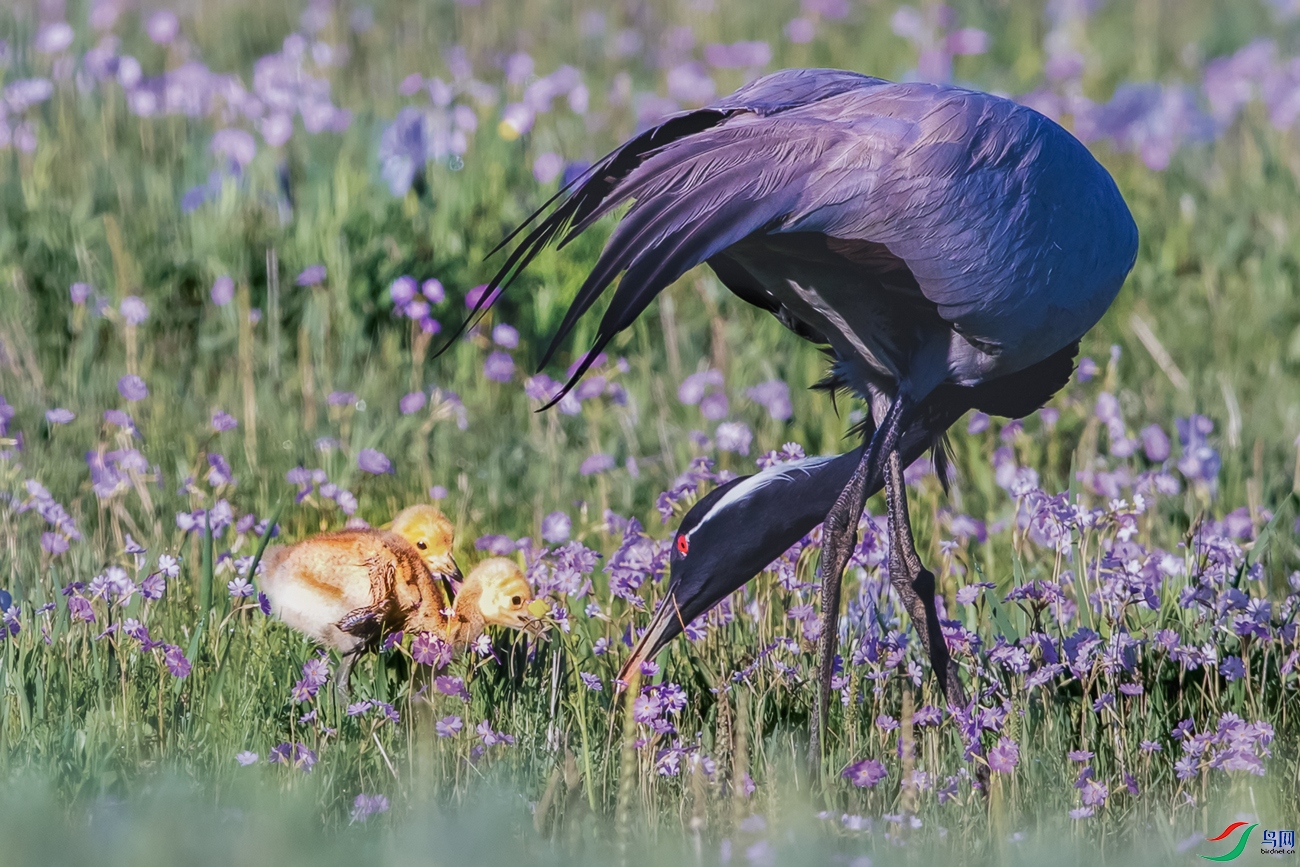 �����----��������