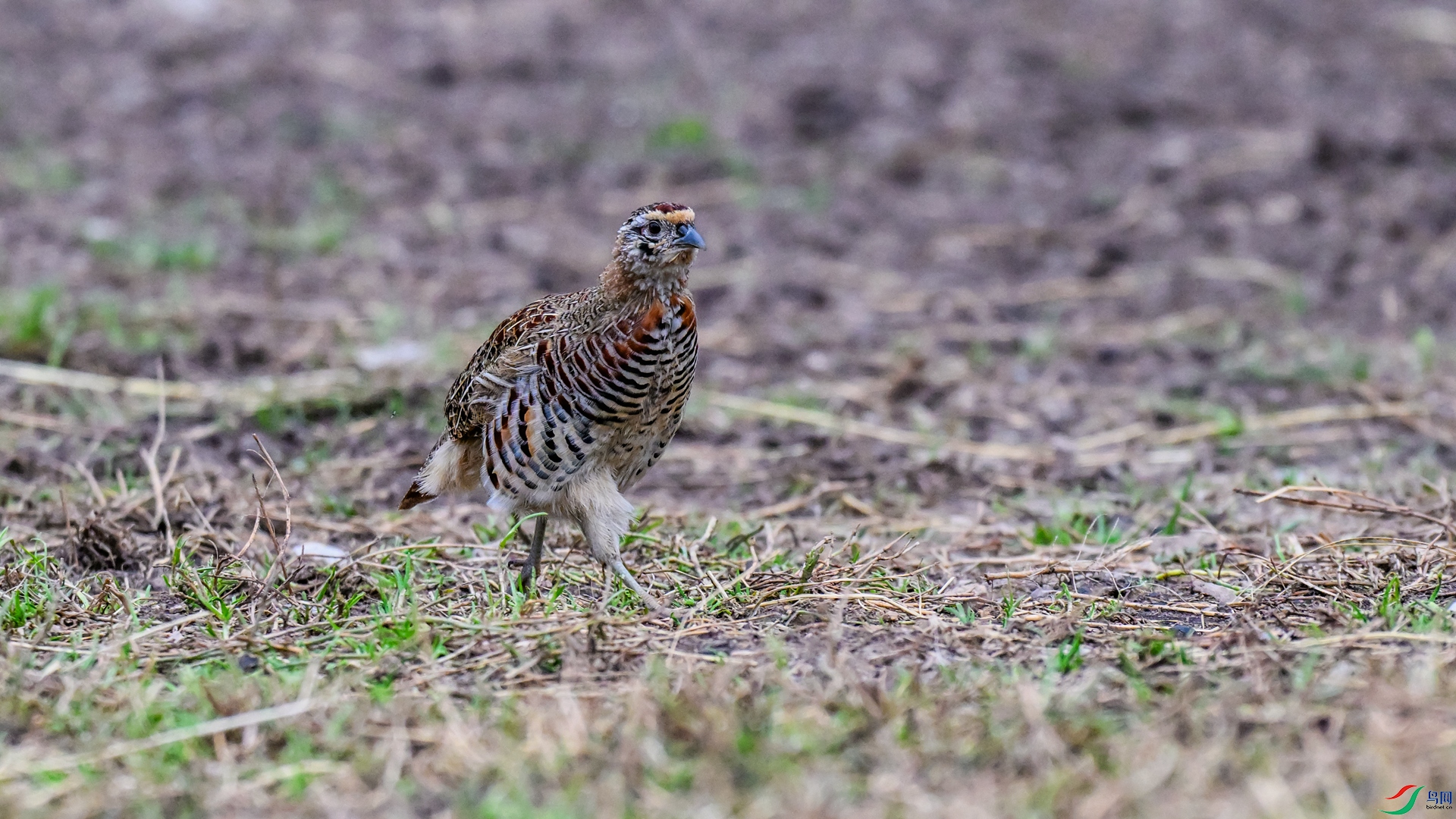 DSC_1985 ����_����.jpg