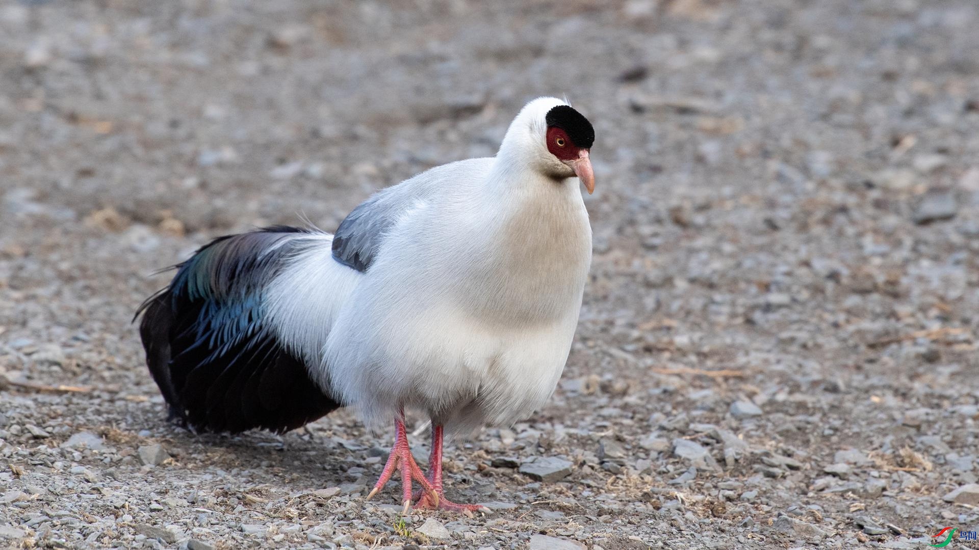 WGB_1464 ����.jpg