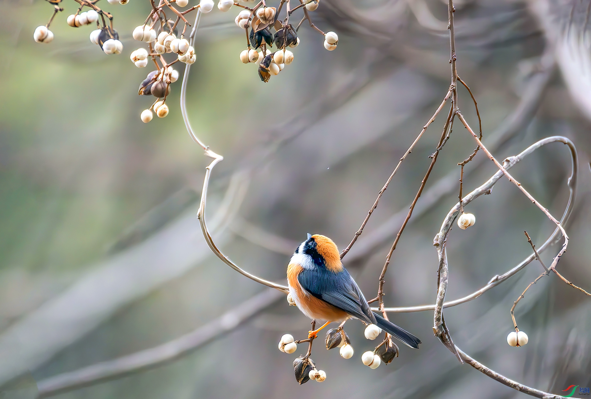 407A7243-----33  .jpg